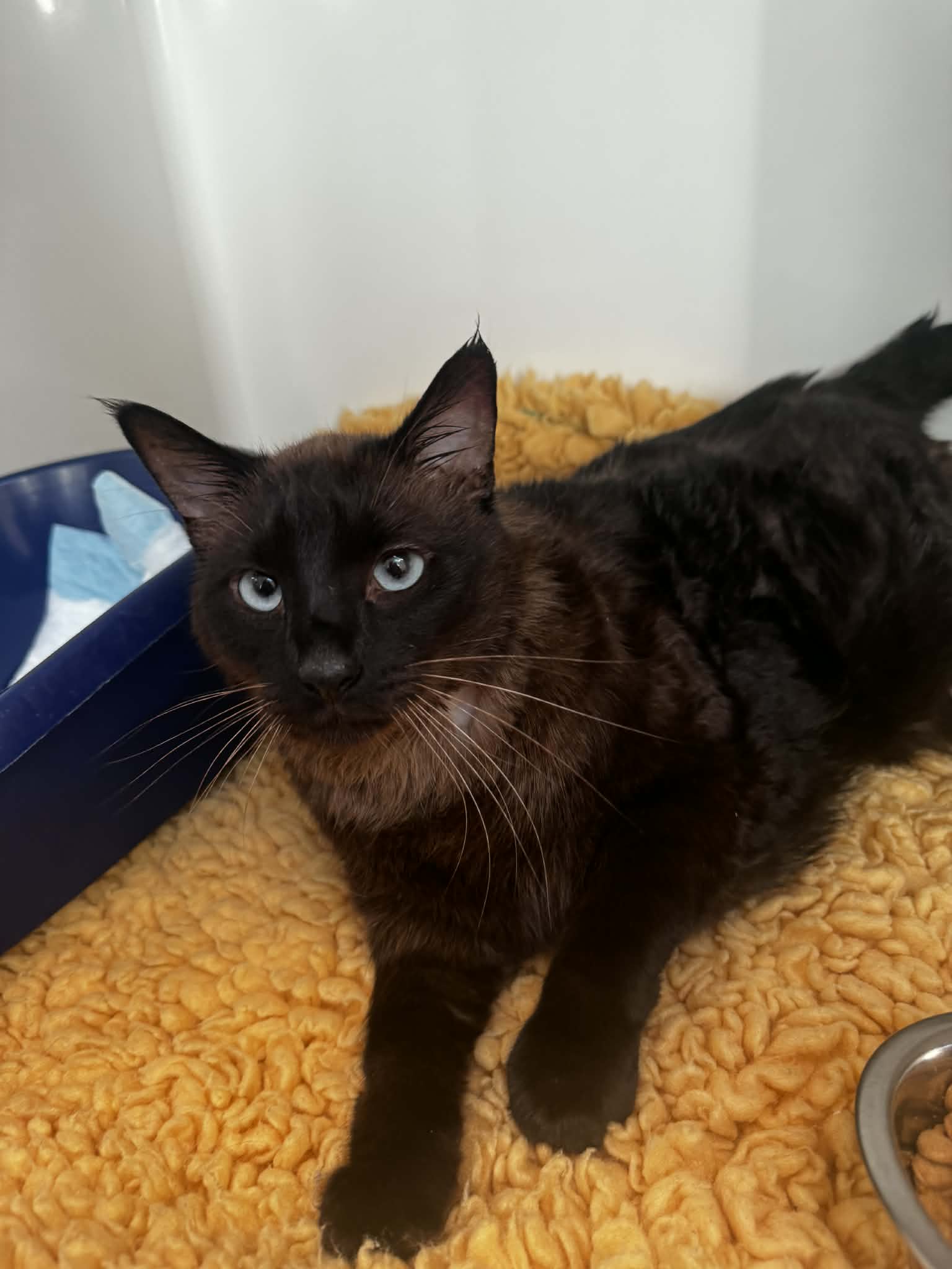 Gribouille 2, chat à l'adoption chez Sans Collier