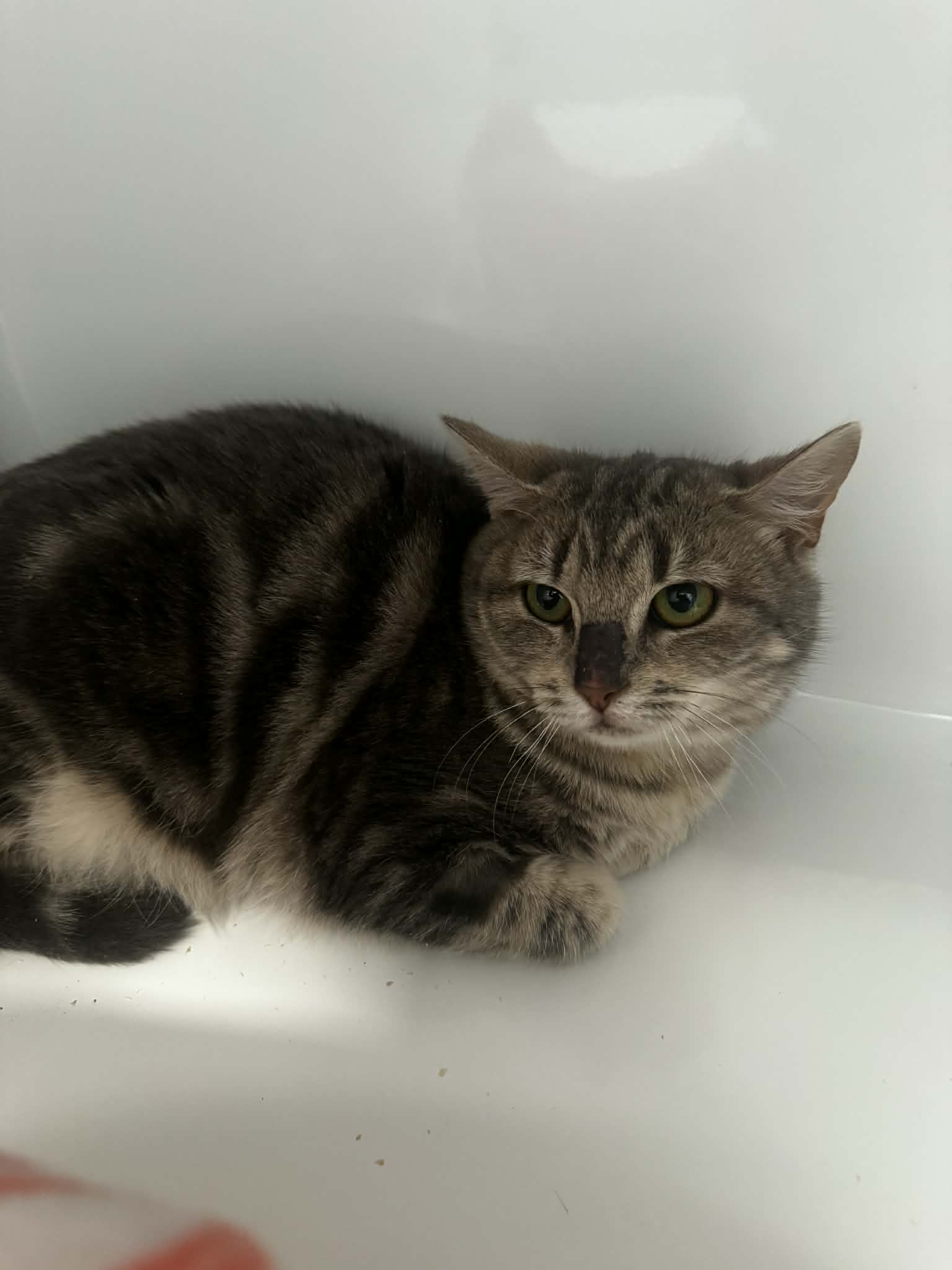 Grimhilde, chat à l'adoption chez Sans Collier