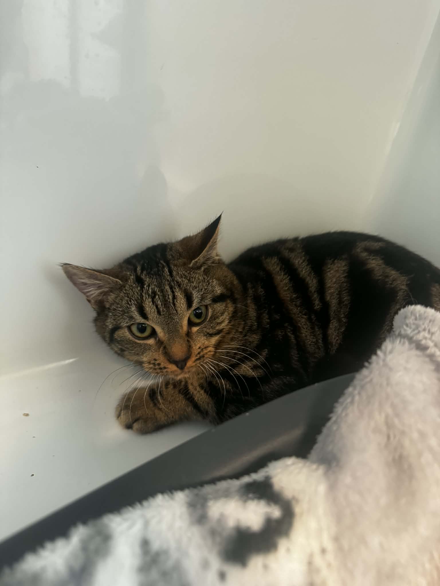 Hadès, chat à l'adoption chez Sans Collier