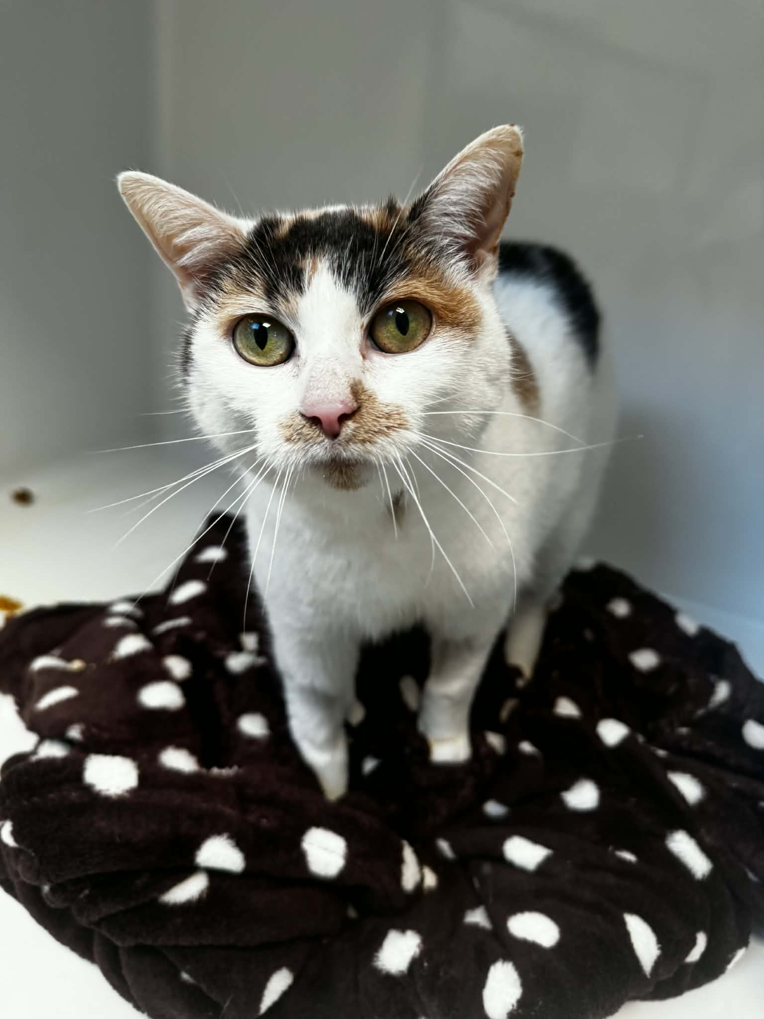 Hope, chat à l'adoption chez Sans Collier