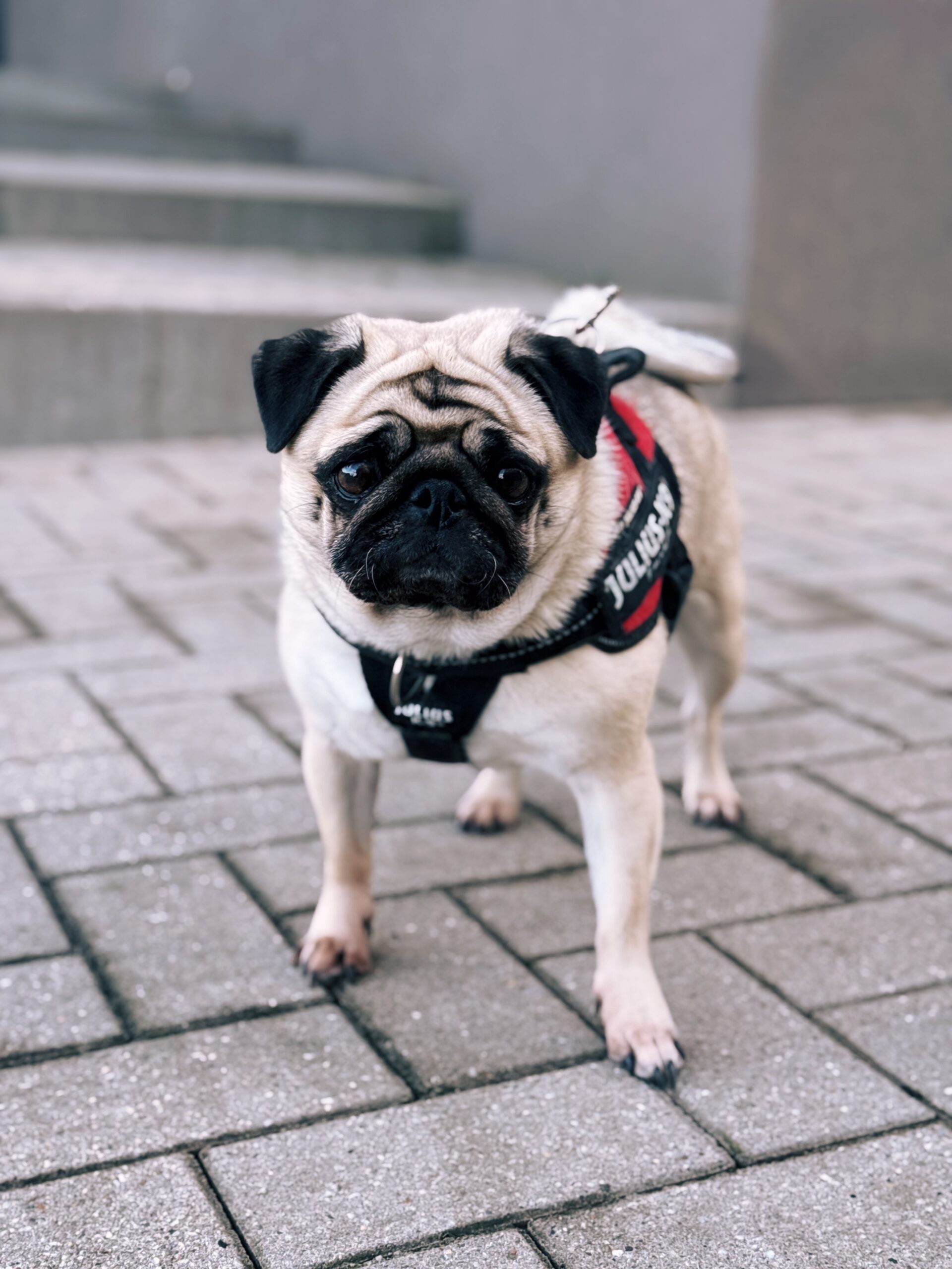 Lili, chien à l'adoption chez Sans Collier