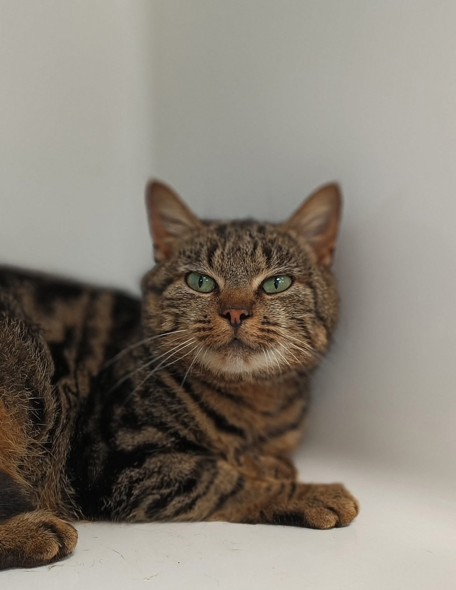 Tamatoa, chat à l'adoption chez Sans Collier