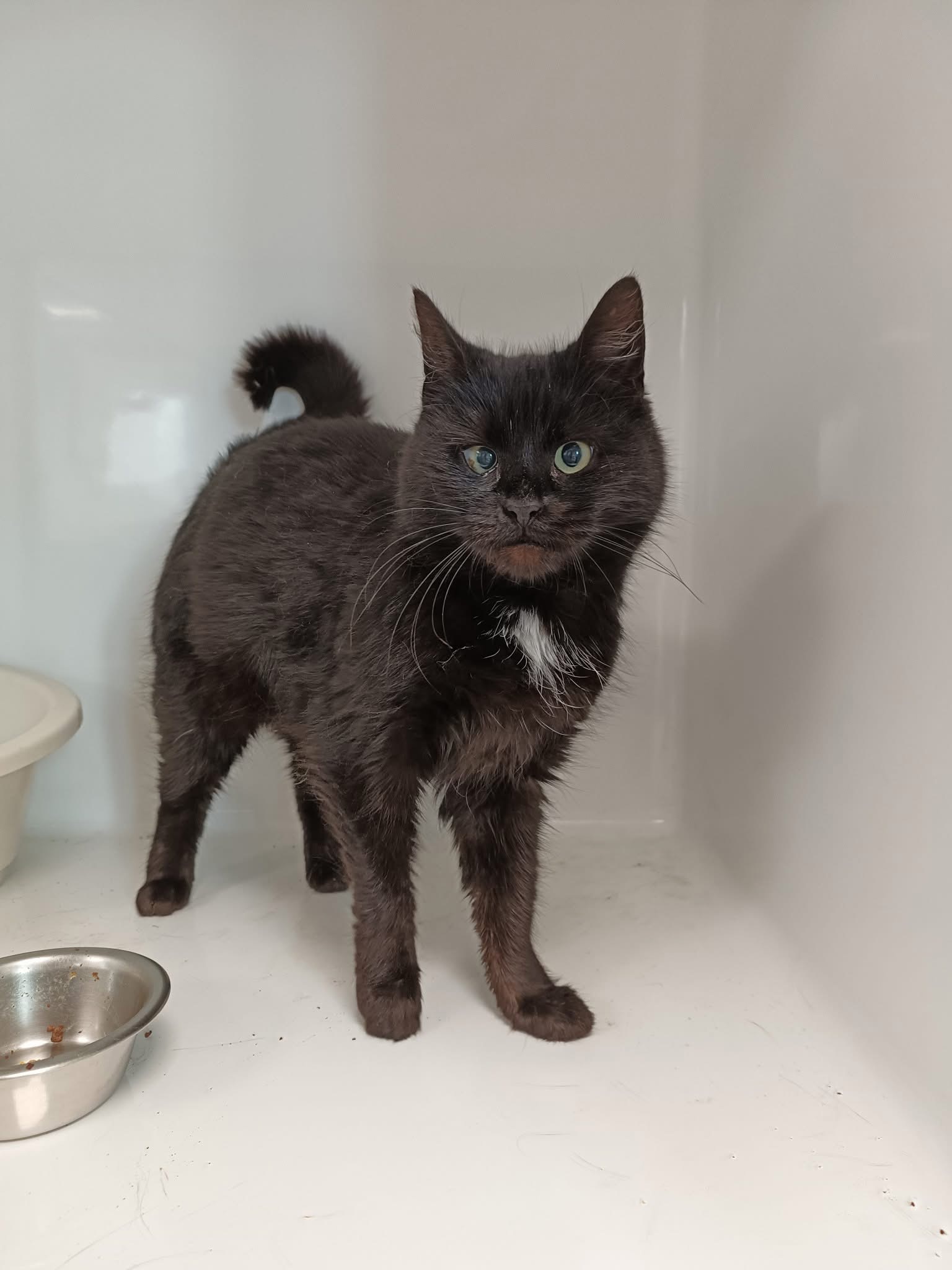 Santa, chat à l'adoption chez Sans Collier