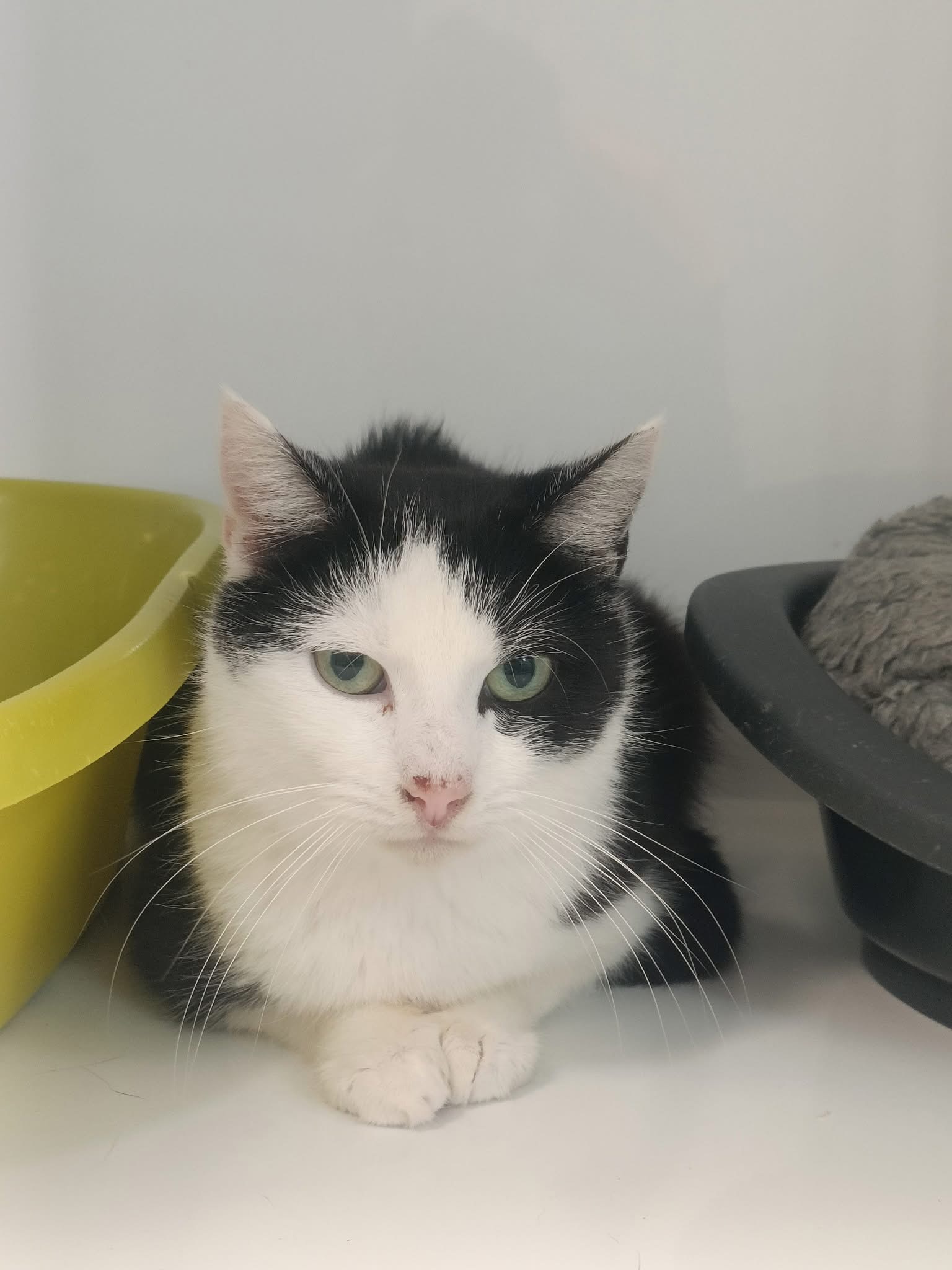 Guirlande, chat à l'adoption chez Sans Collier