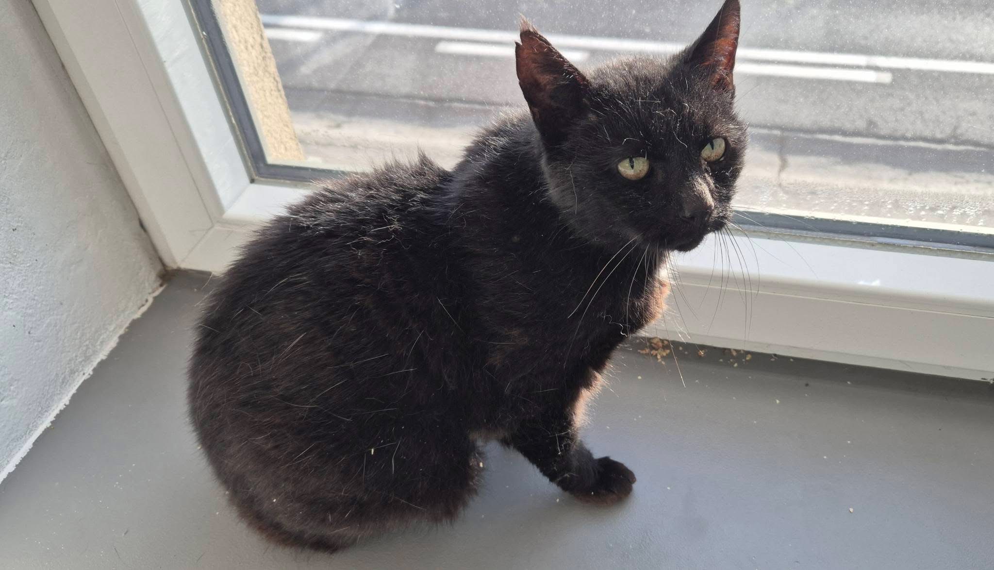 Engy, chat à l'adoption chez Sans Collier