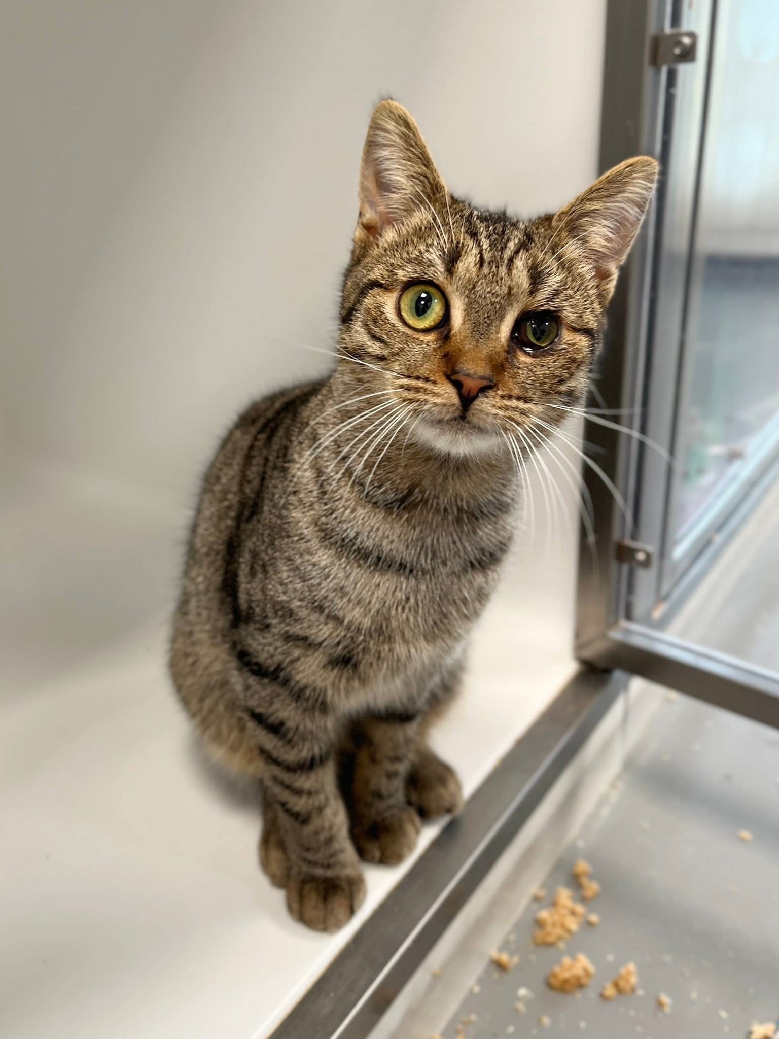 Émeraude, chat à l'adoption chez Sans Collier