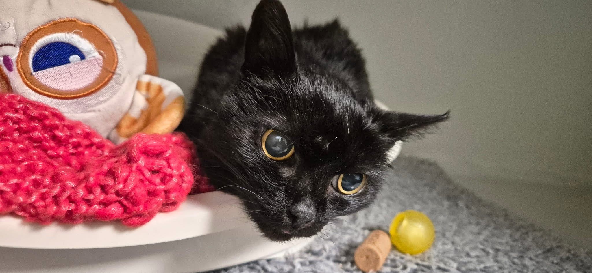 Mireille, chat à l'adoption chez Sans Collier