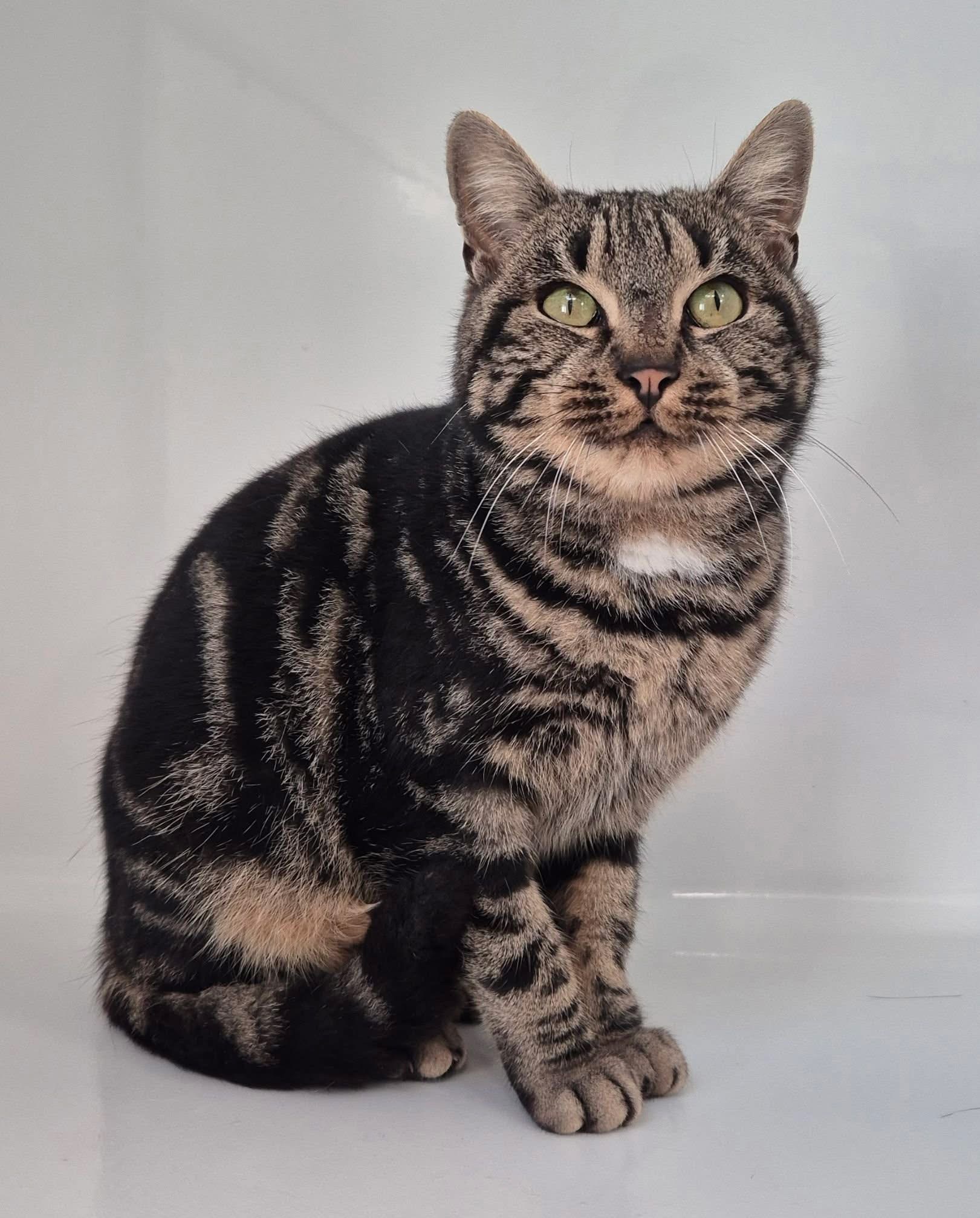 Ysma, chat à l'adoption chez Sans Collier