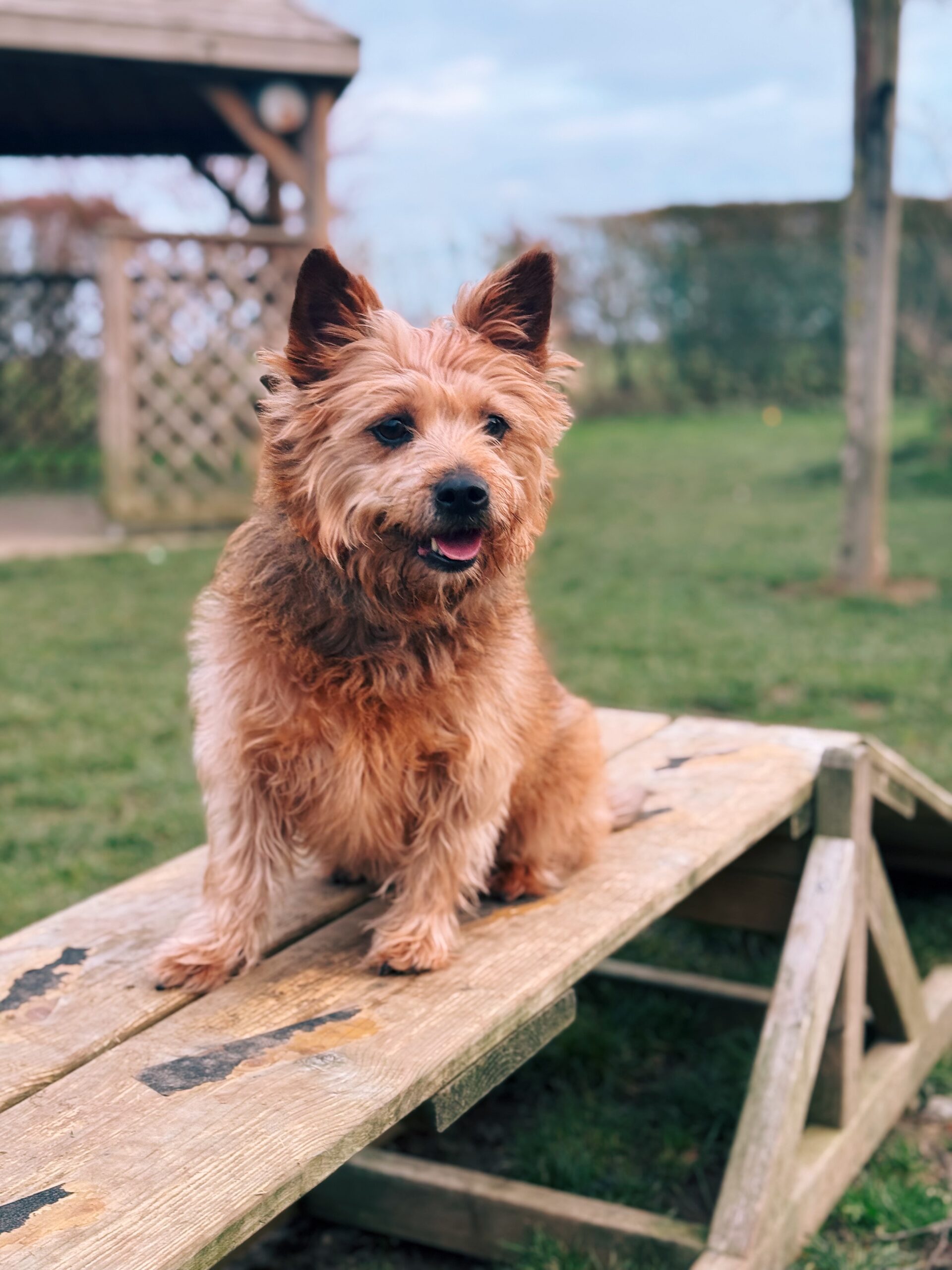Chipie, chien à l'adoption chez Sans Collier