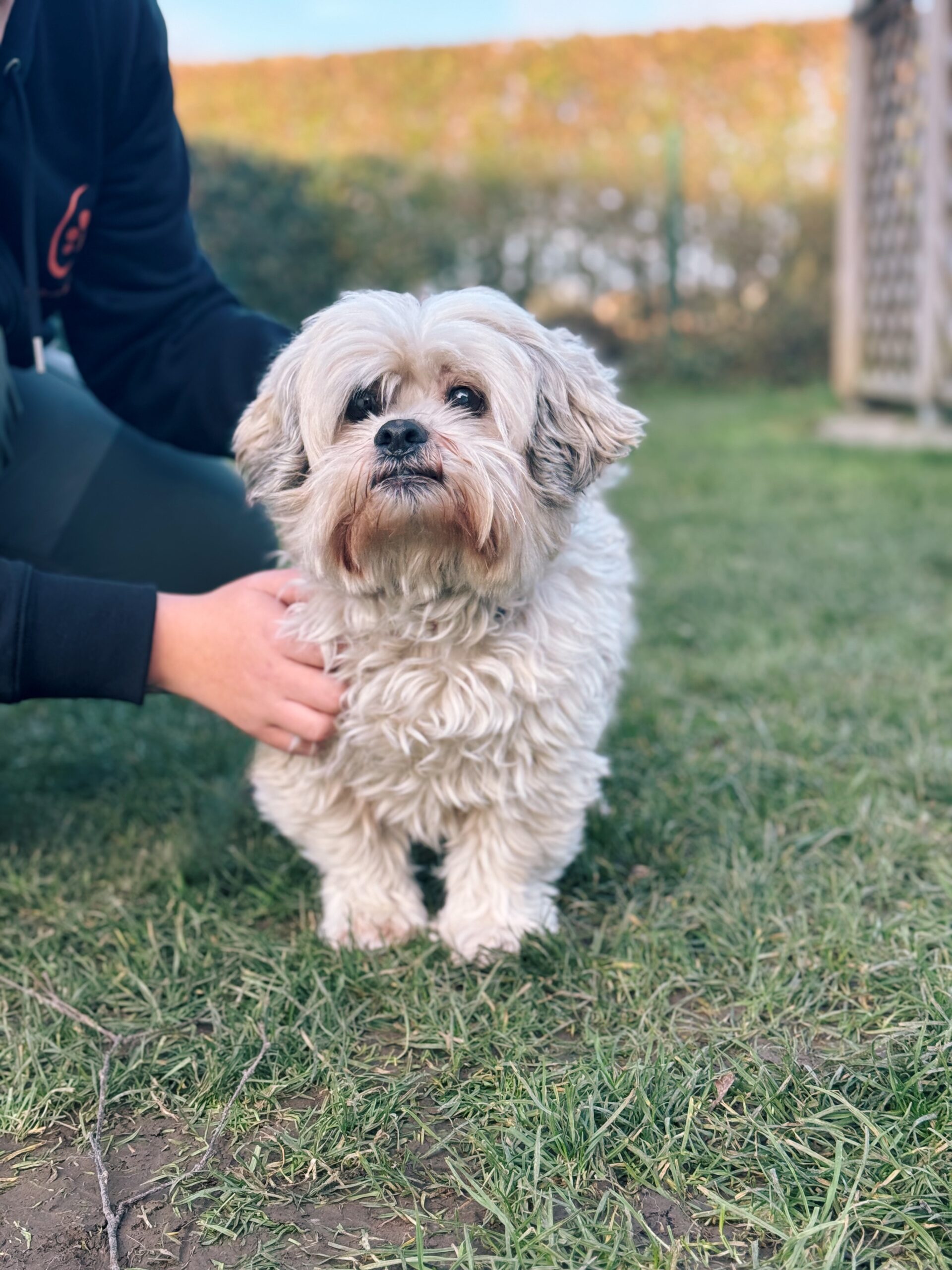 Messi, chien à l'adoption chez Sans Collier