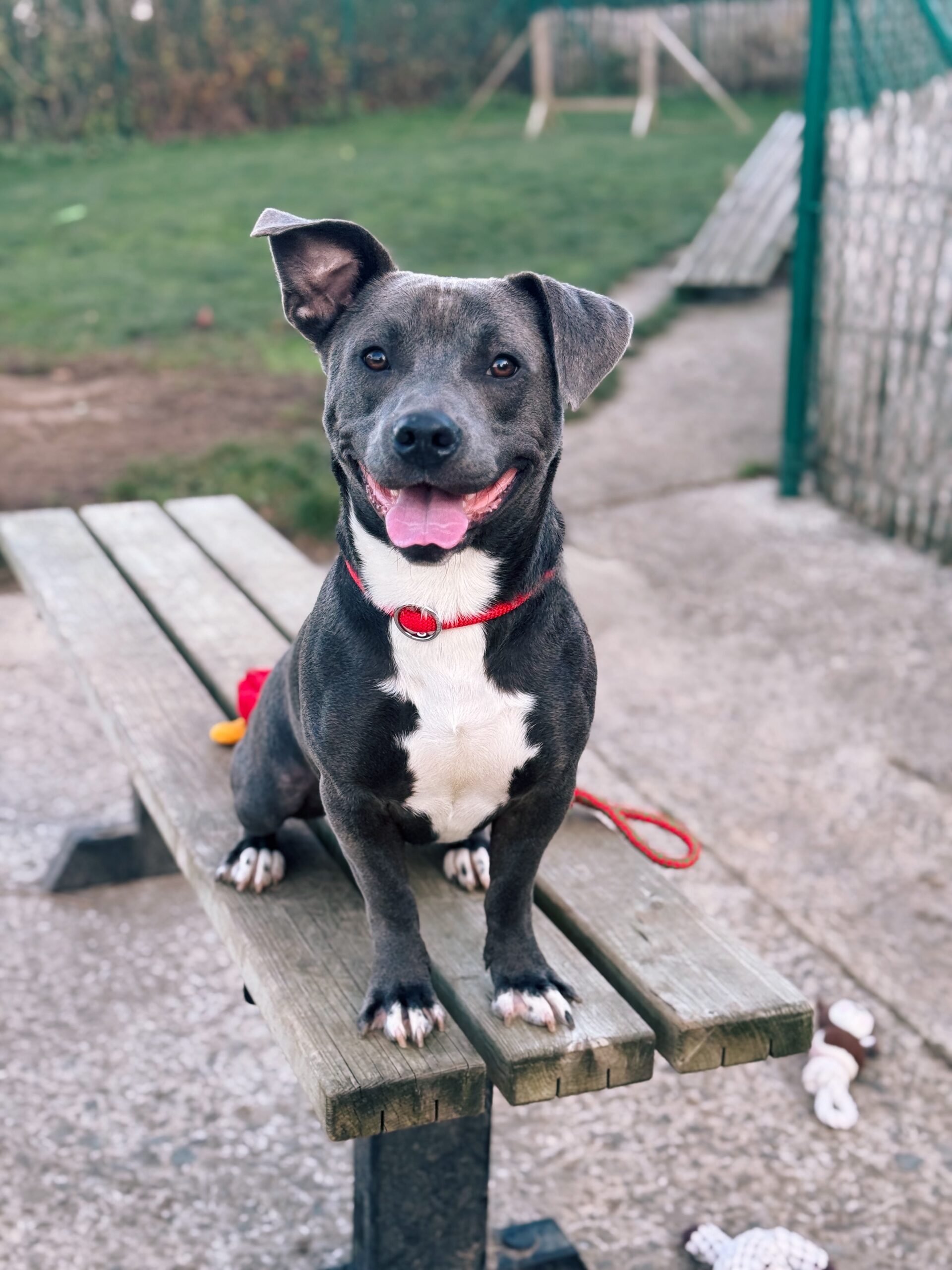 Ares, chien à l'adoption chez Sans Collier
