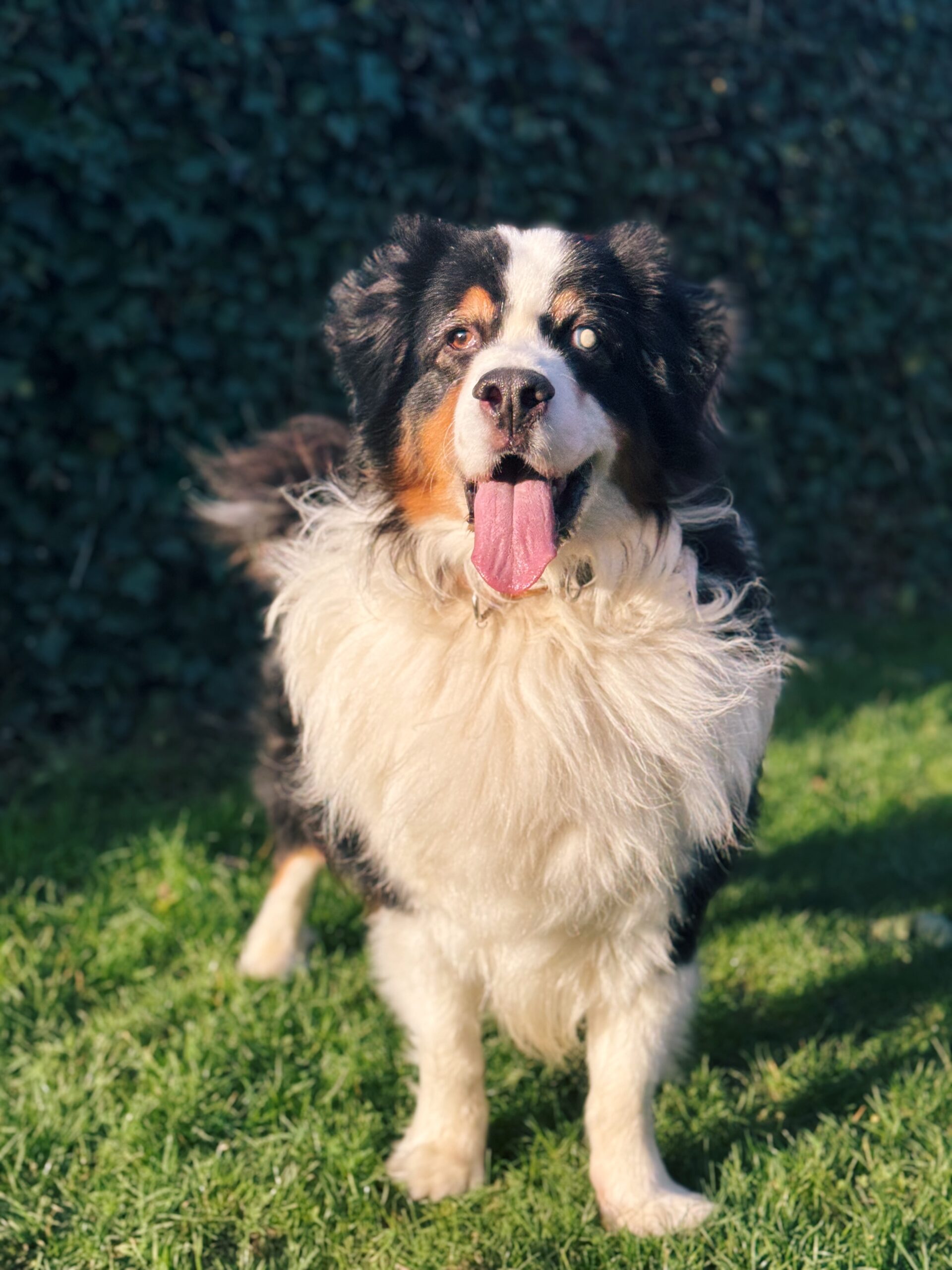 Neo, chien à l'adoption chez Sans Collier