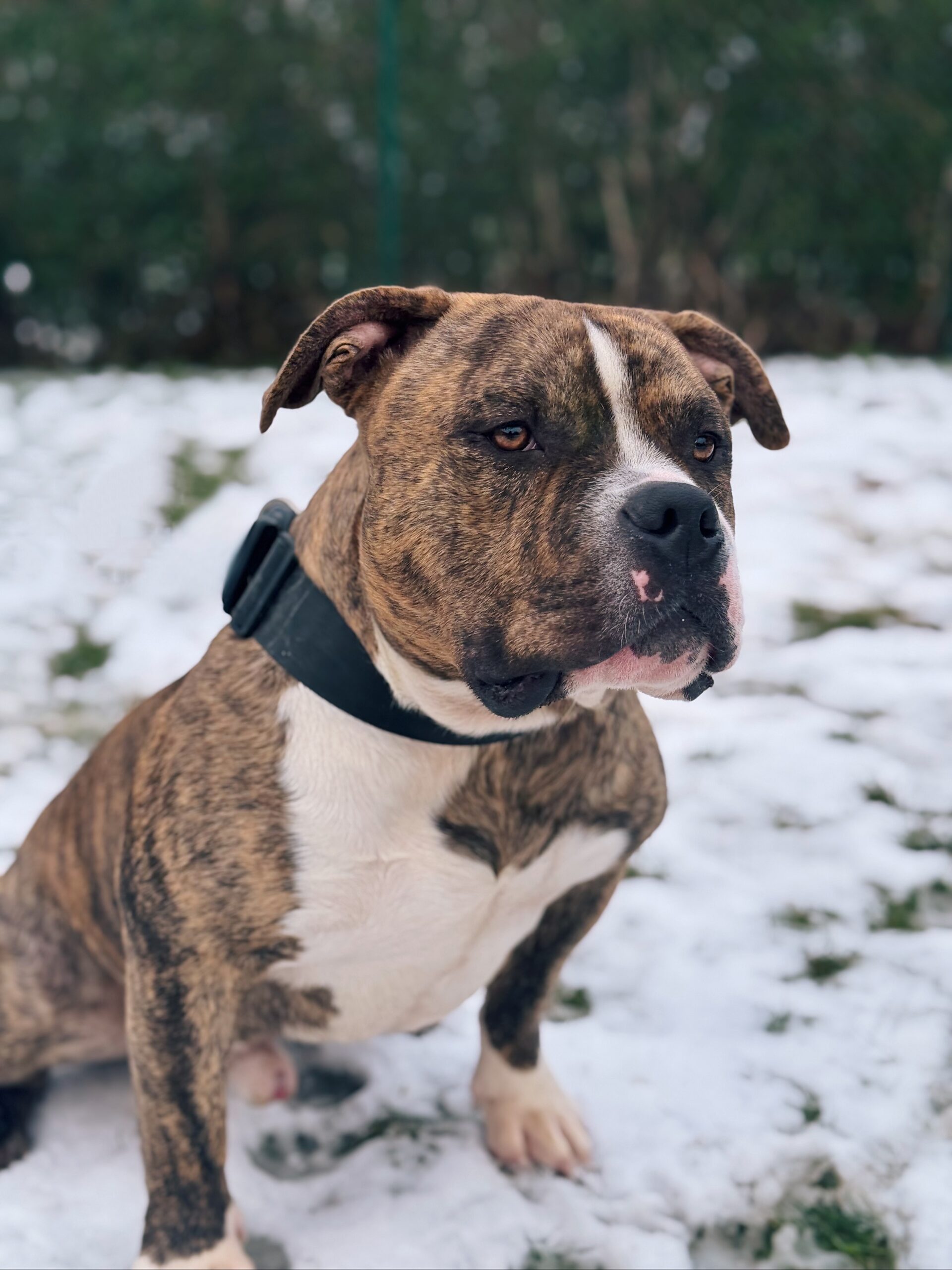 Adès 2, chien à l'adoption chez Sans Collier