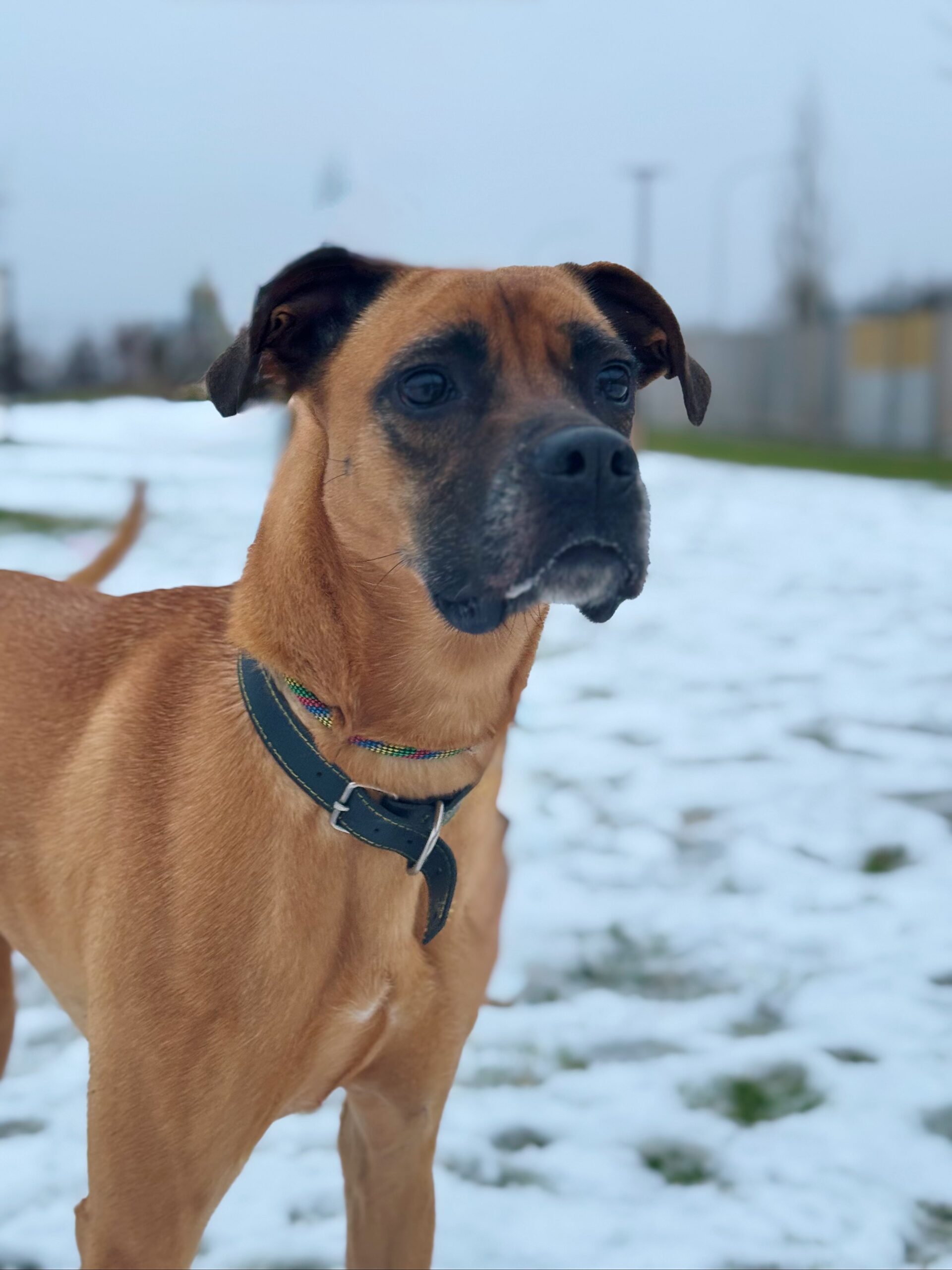 Daisy, chien à l'adoption chez Sans Collier