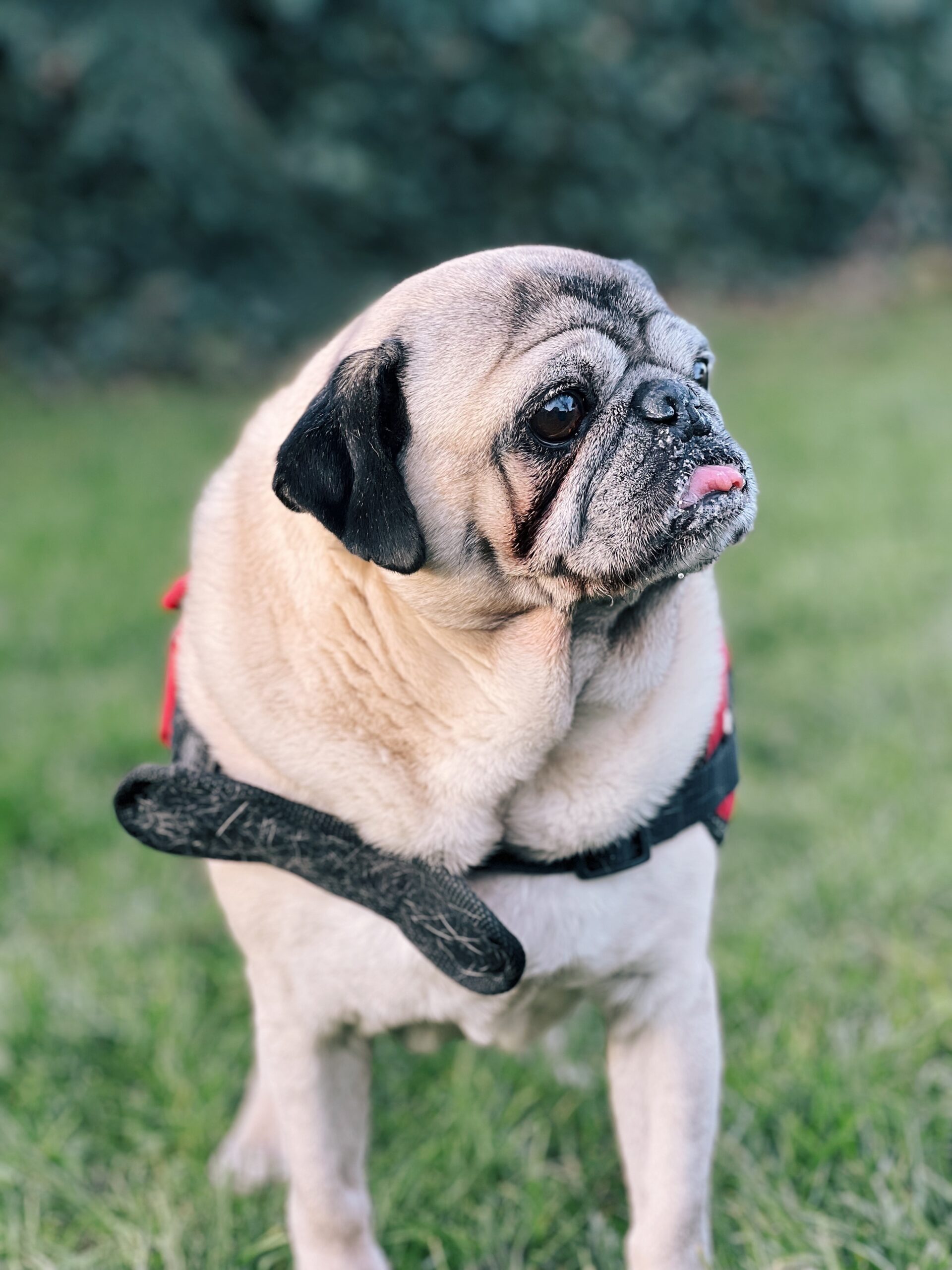 Diego, chien à l'adoption chez Sans Collier