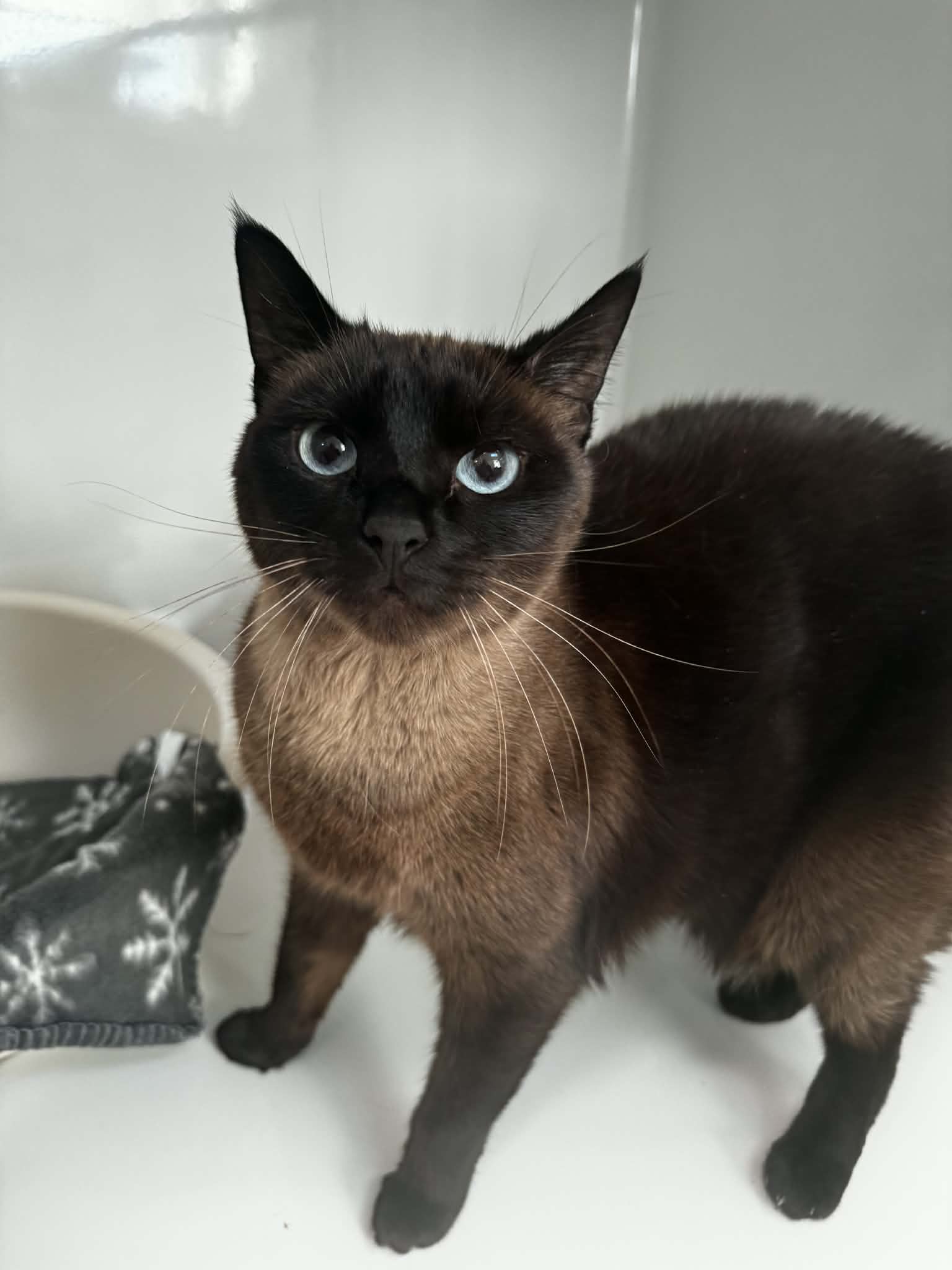 Isis, chat à l'adoption chez Sans Collier