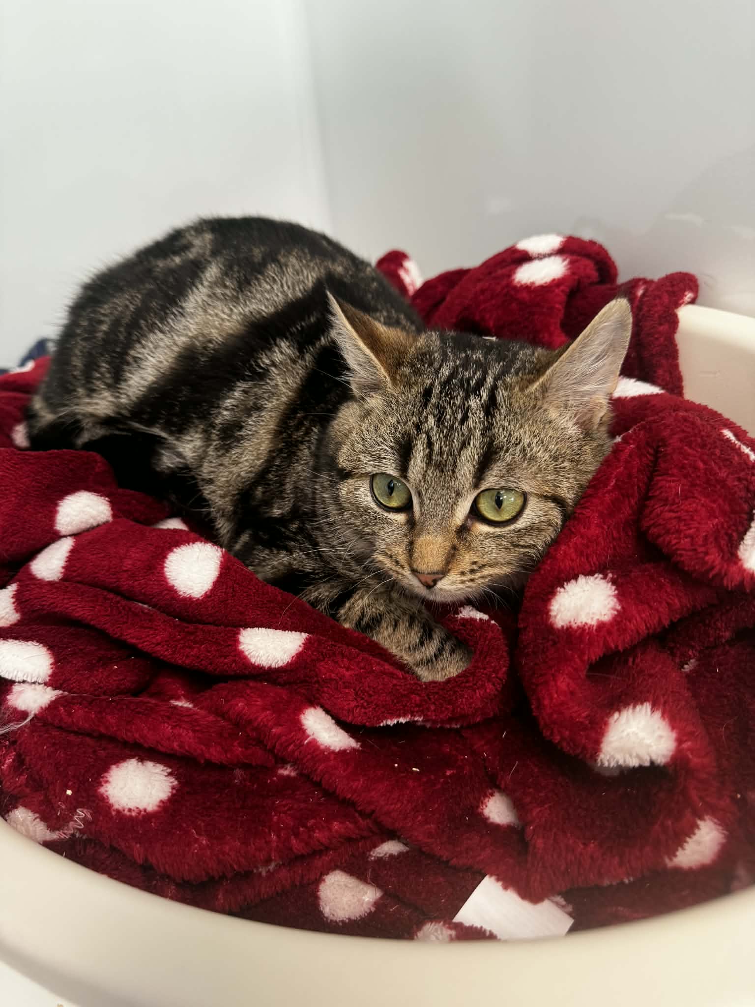 Jafar, chat à l'adoption chez Sans Collier