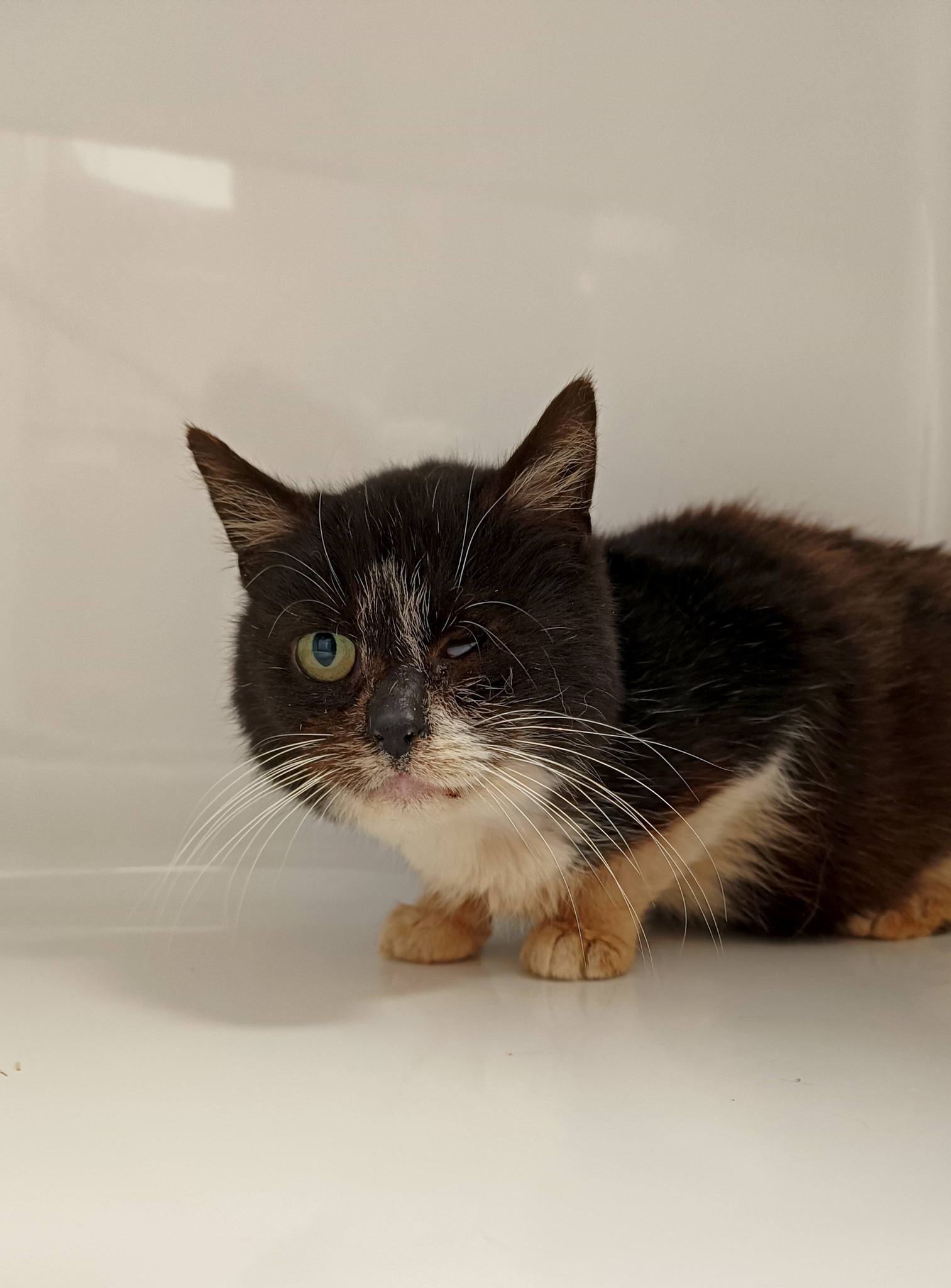 Judy, chat à l'adoption chez Sans Collier