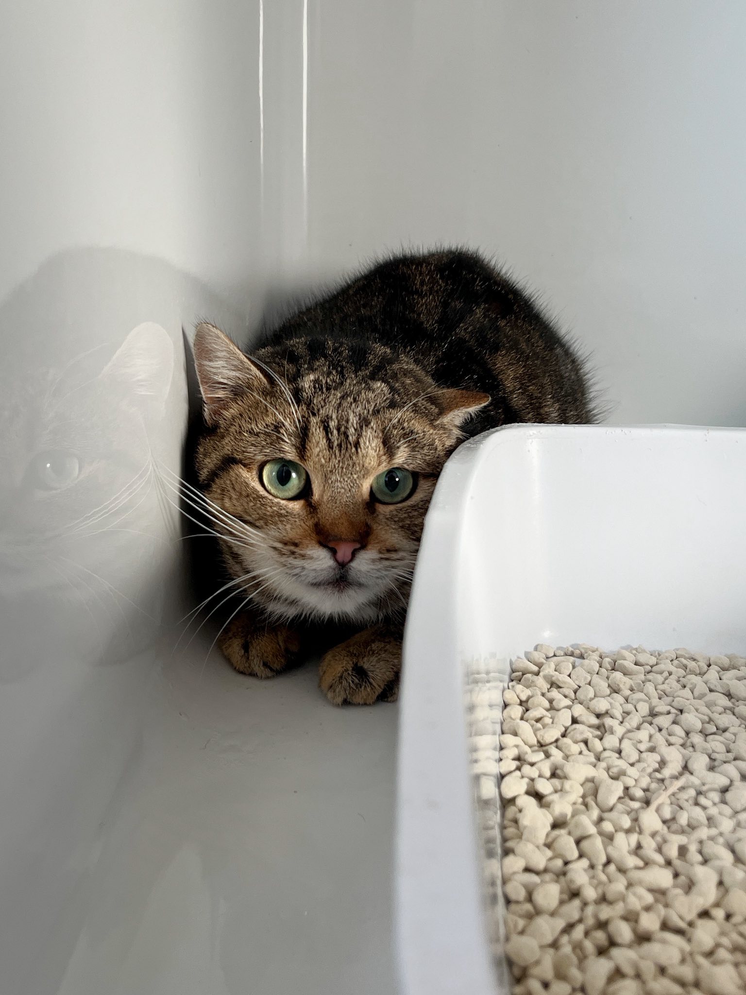 Lando, chat à l'adoption chez Sans Collier