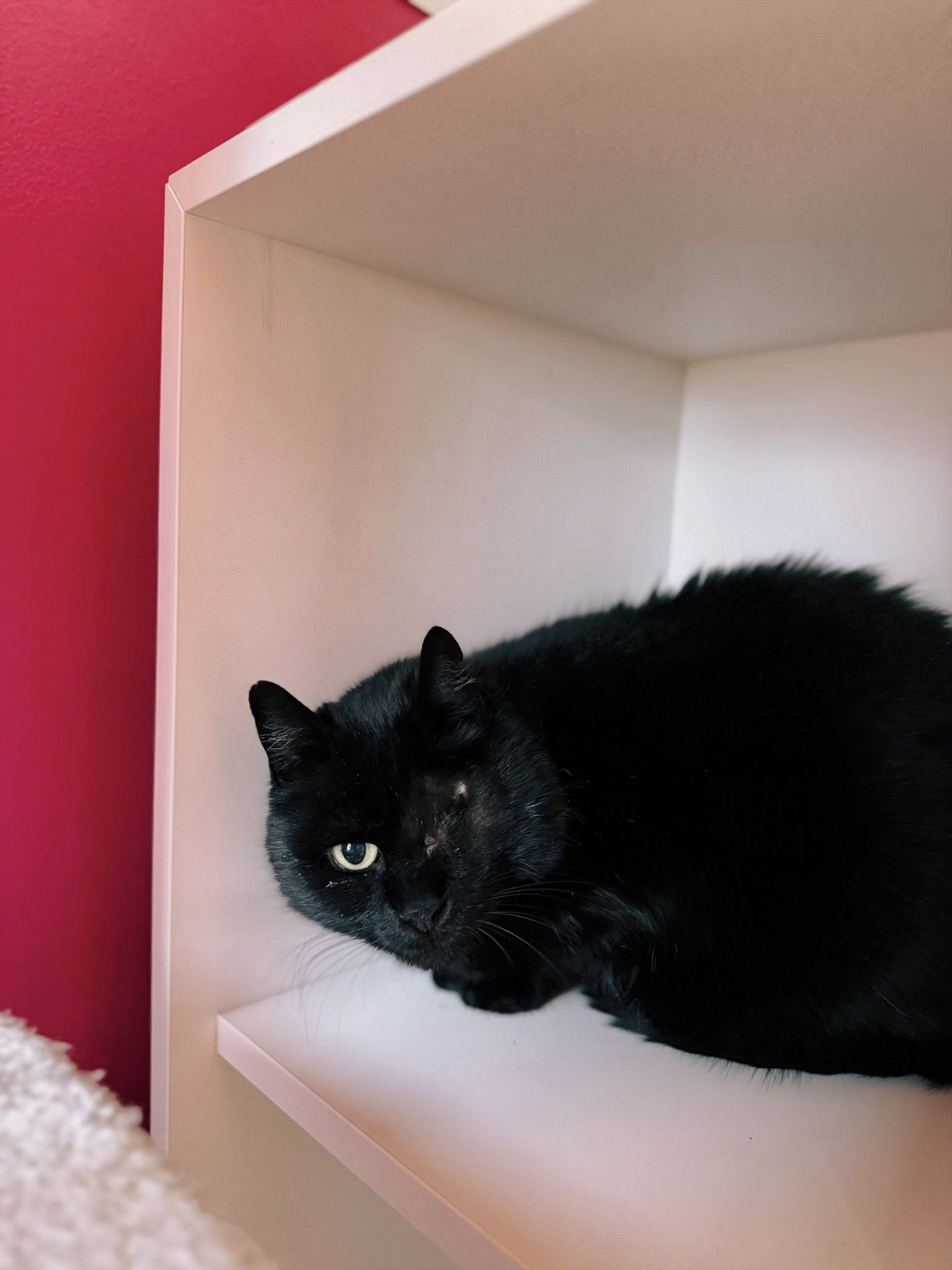 Lola, chat à l'adoption chez Sans Collier