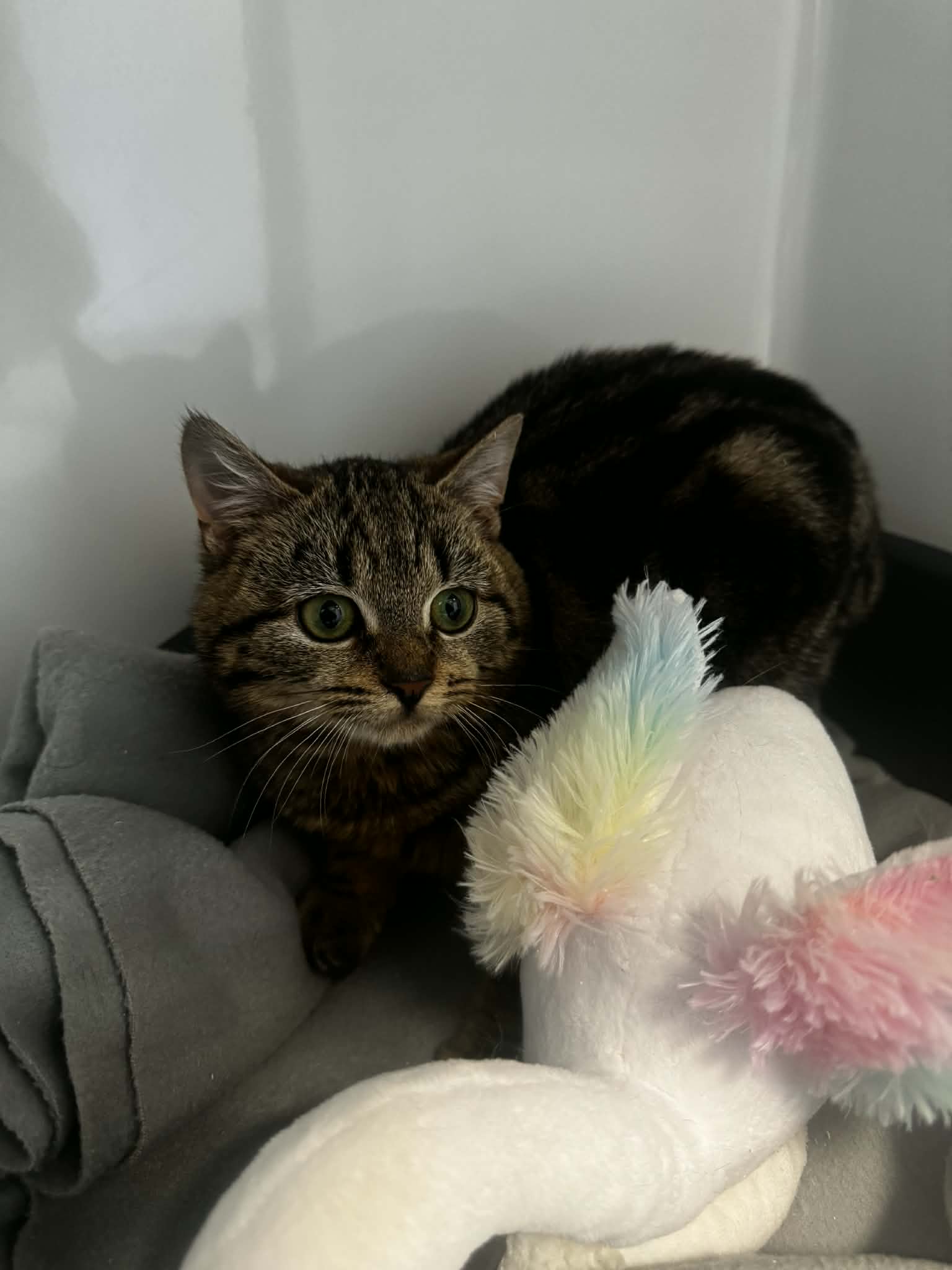 Maléfique, chat à l'adoption chez Sans Collier