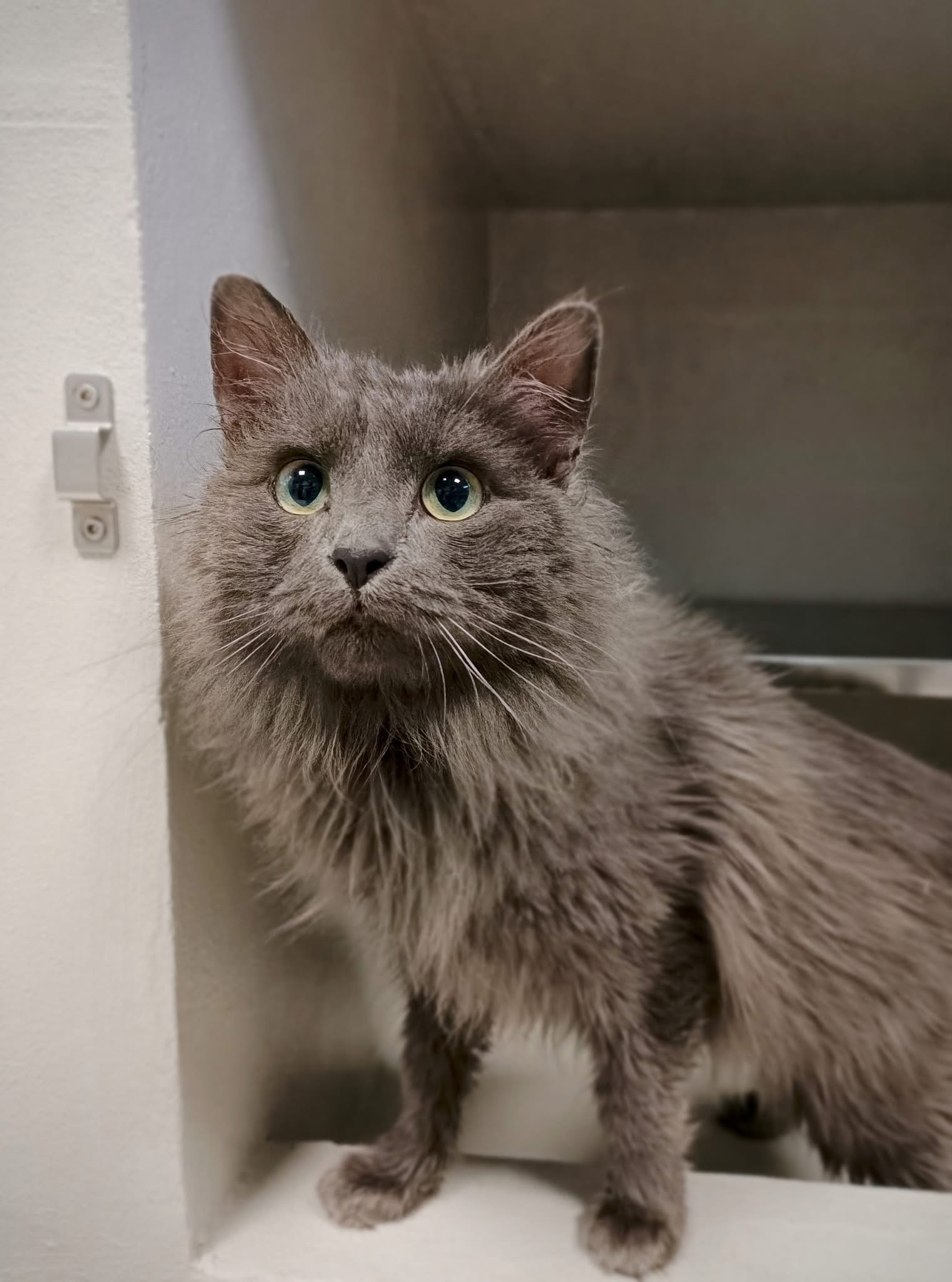 Malik, chat à l'adoption chez Sans Collier