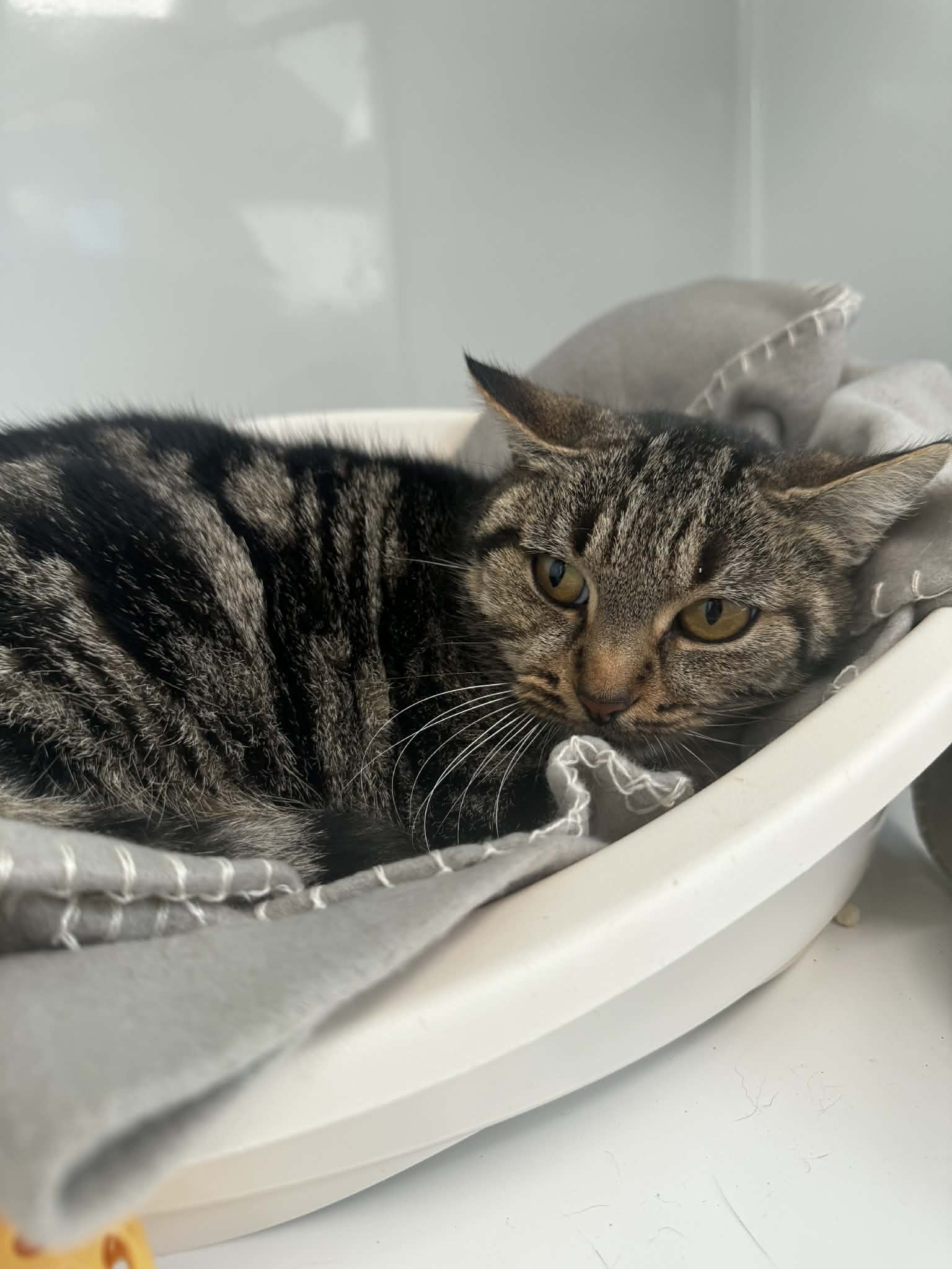 Malvira, chat à l'adoption chez Sans Collier