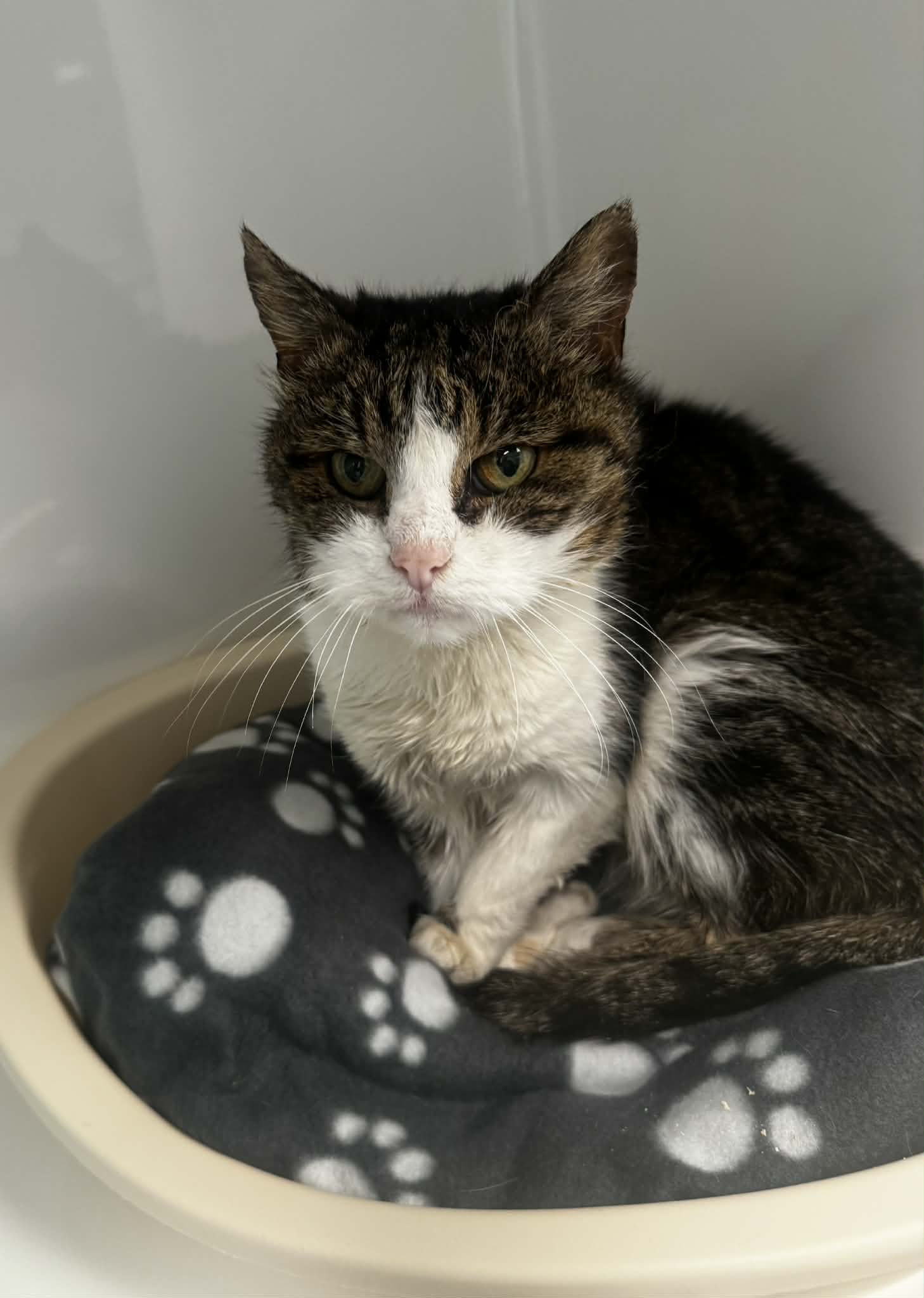 Mamita, chat à l'adoption chez Sans Collier