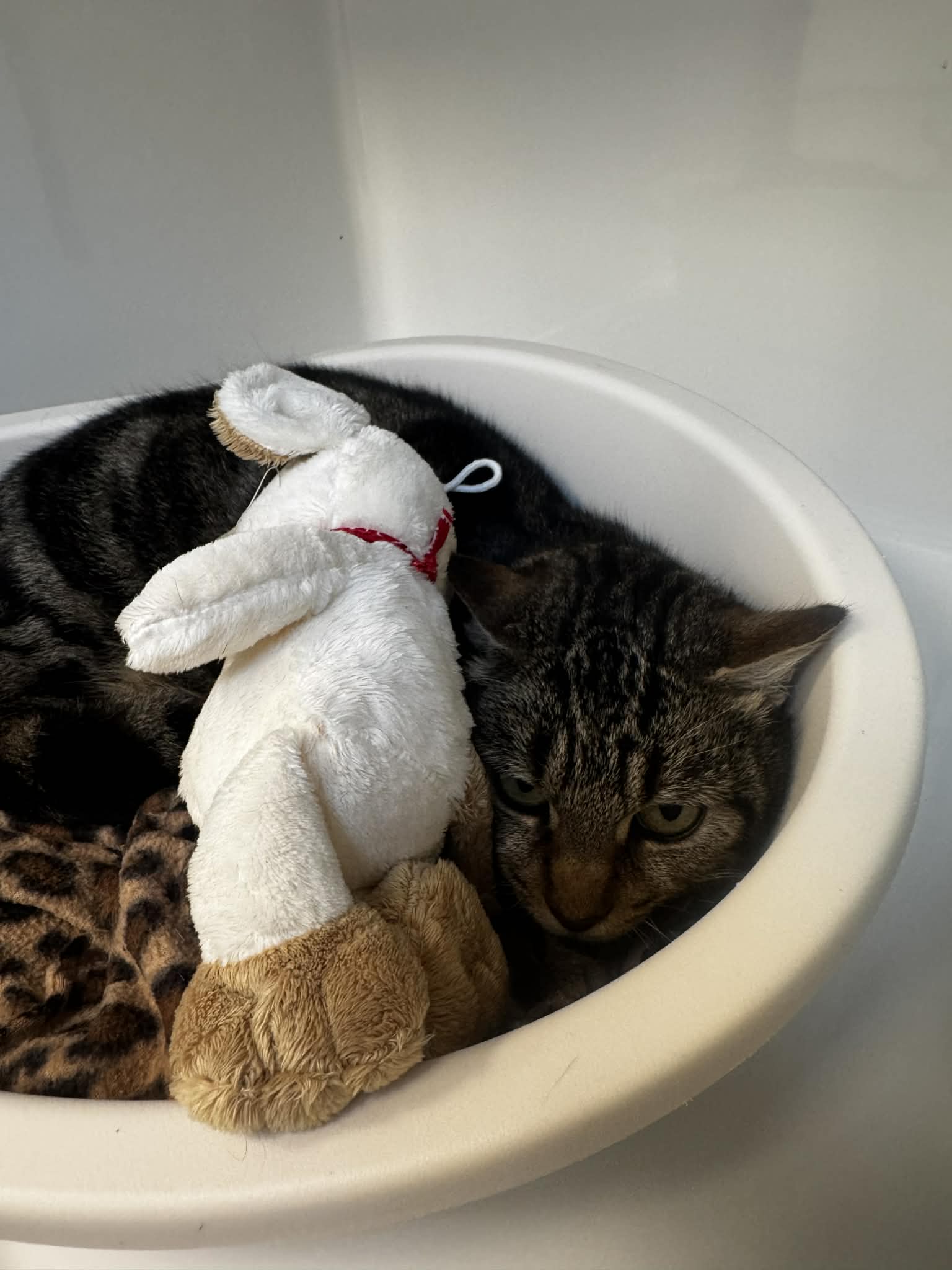 Medusa, chat à l'adoption chez Sans Collier