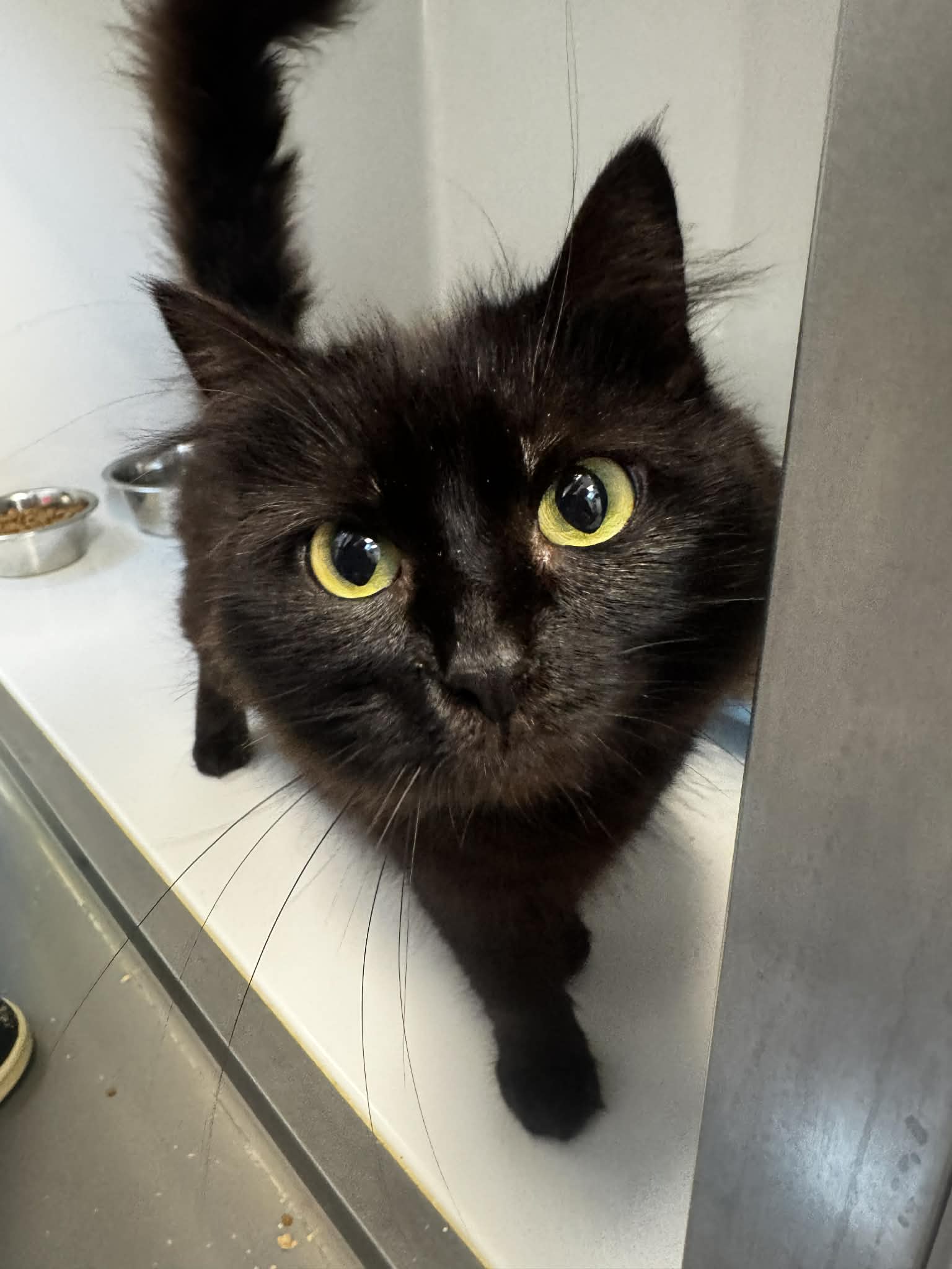 Midnigth, chat à l'adoption chez Sans Collier