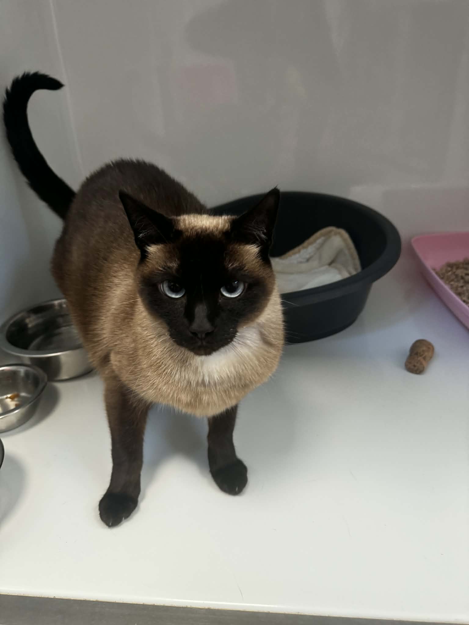 Mistouk, chat à l'adoption chez Sans Collier