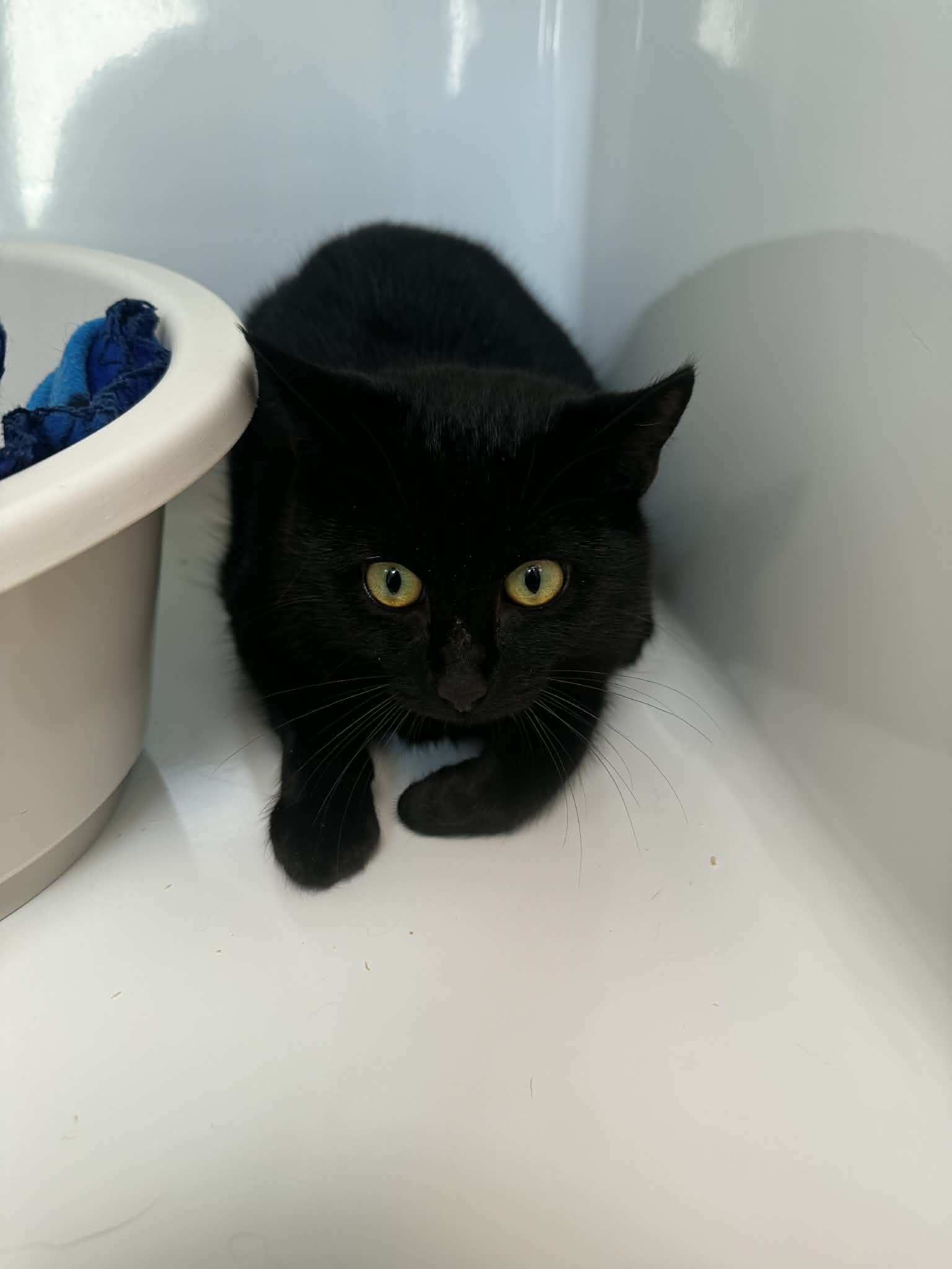 Mogli, chat à l'adoption chez Sans Collier