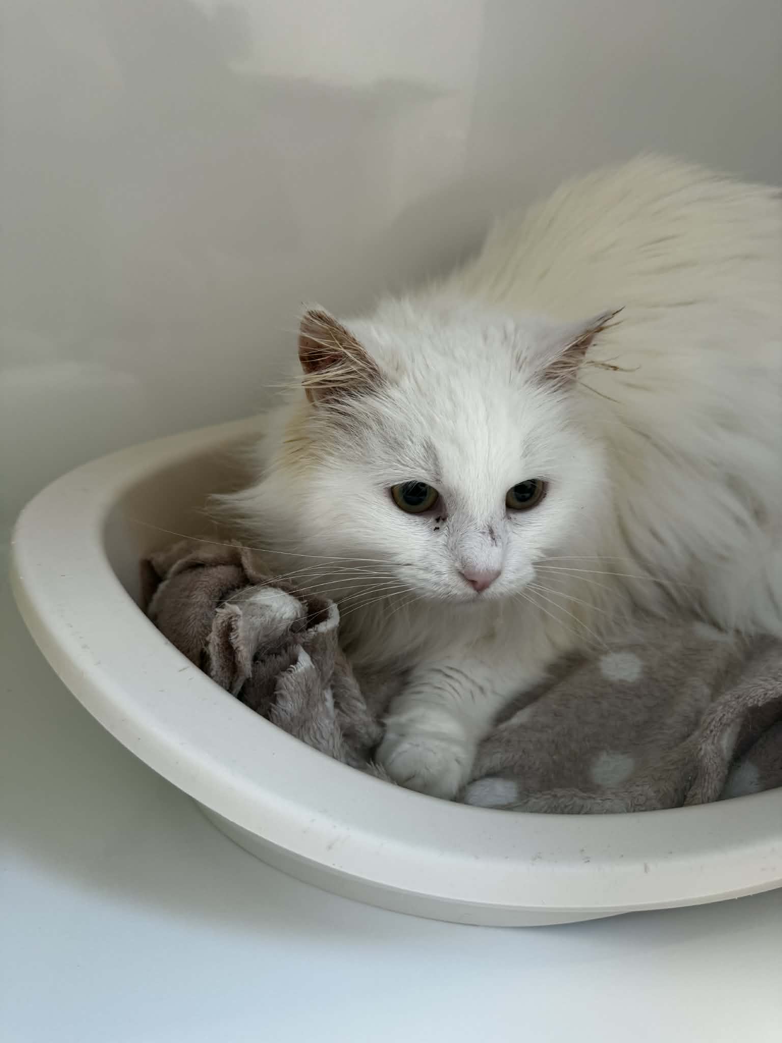 Neige, chat à l'adoption chez Sans Collier