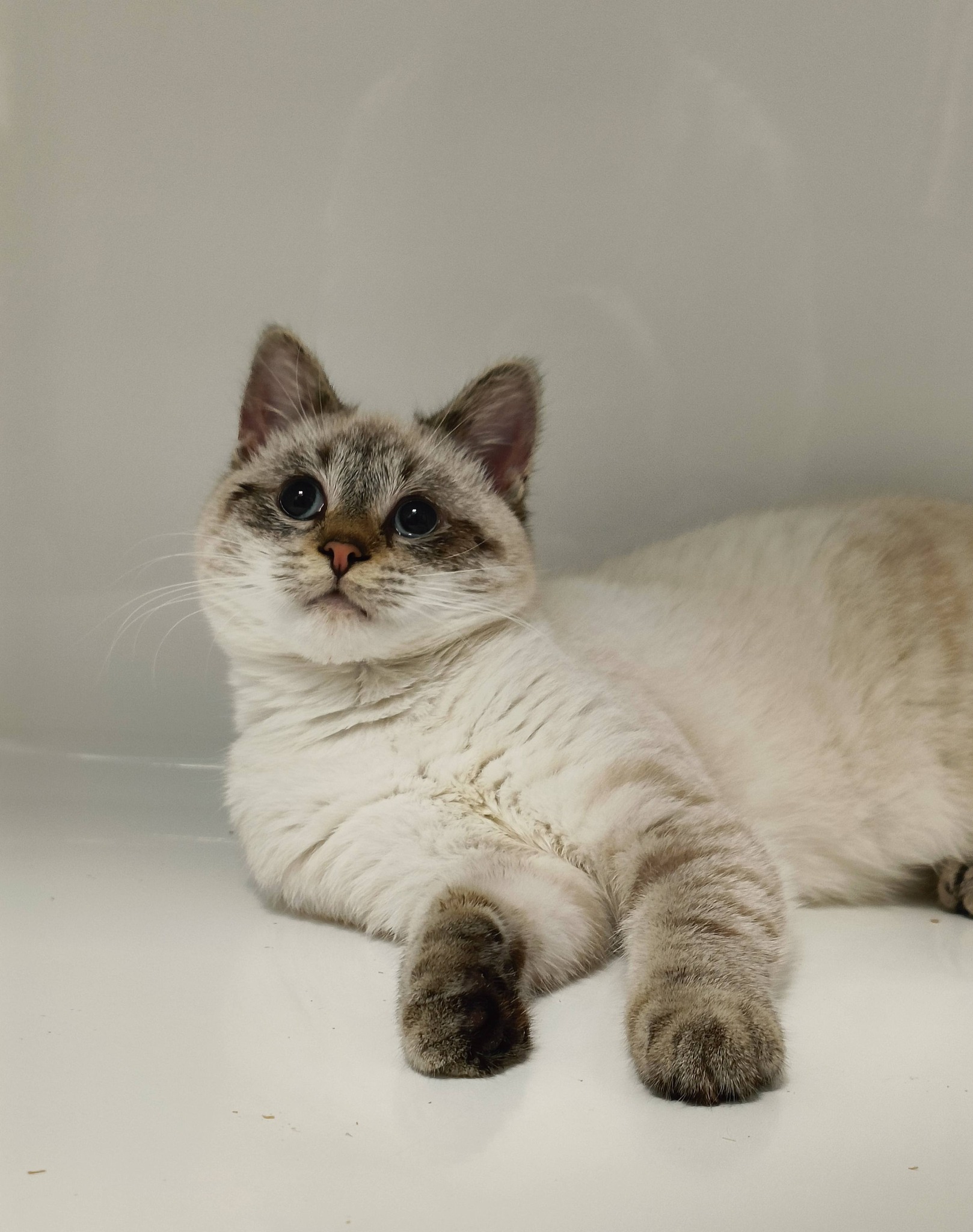 Noel, chat à l'adoption chez Sans Collier