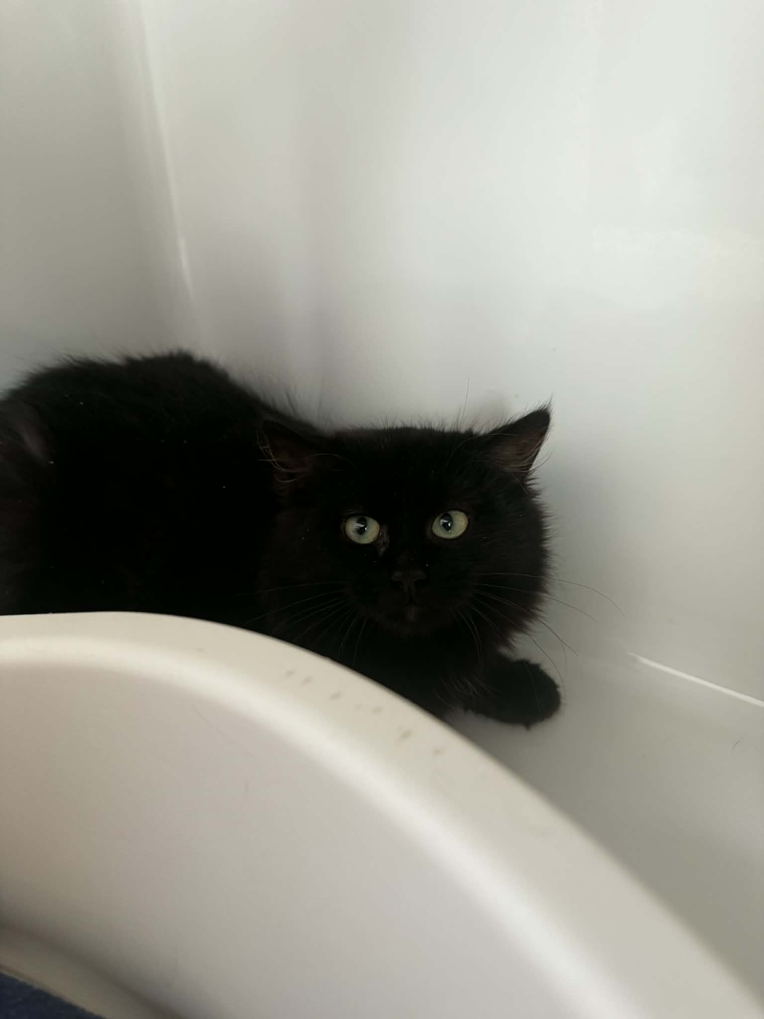 Noireau, chat à l'adoption chez Sans Collier