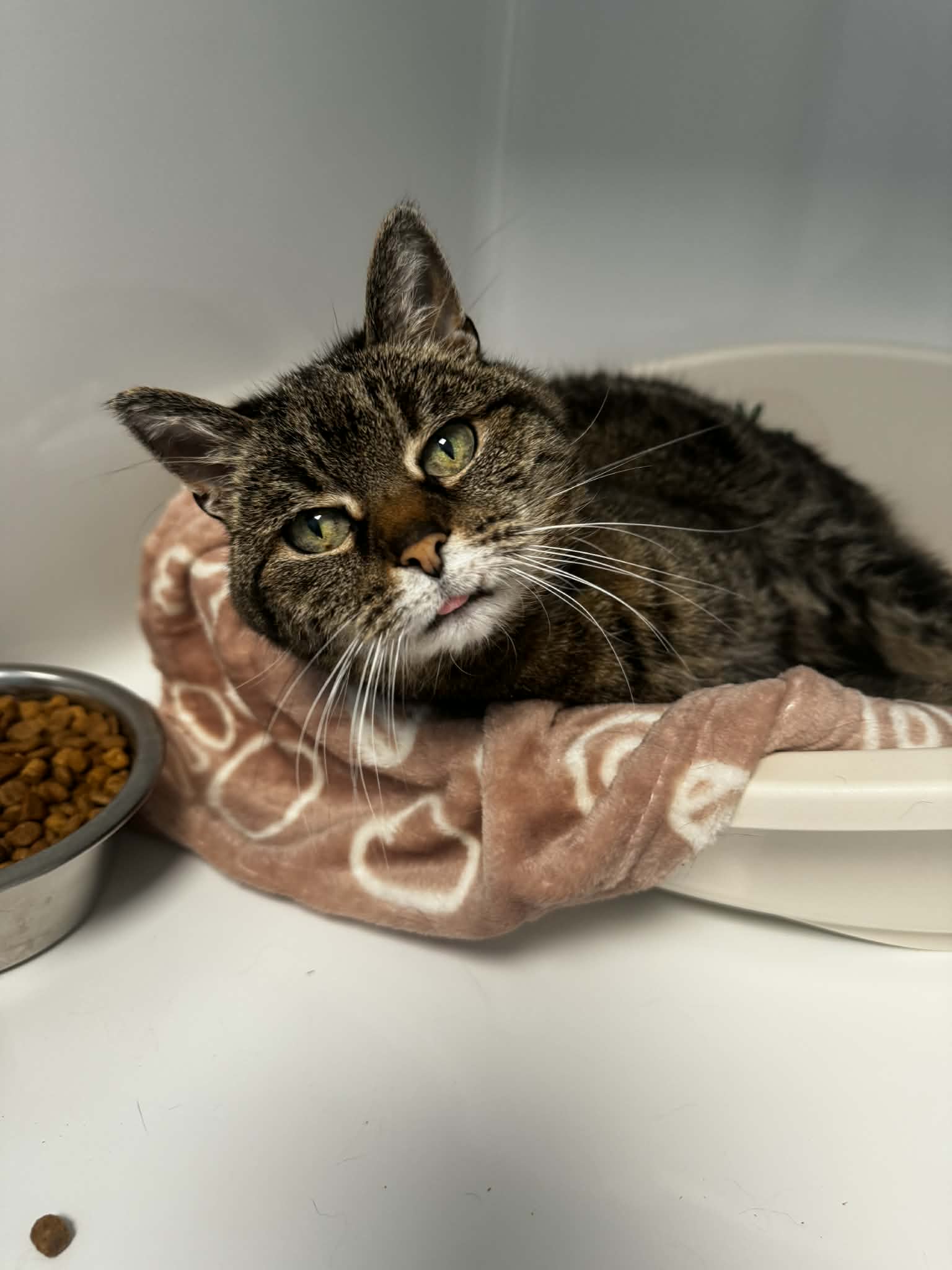 Peneloppe, chat à l'adoption chez Sans Collier