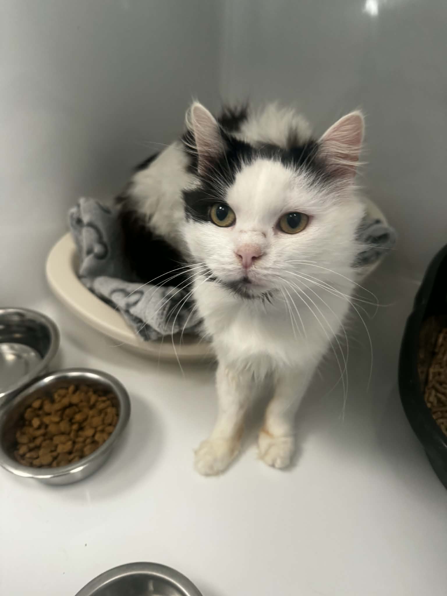 Poinsettia, chat à l'adoption chez Sans Collier