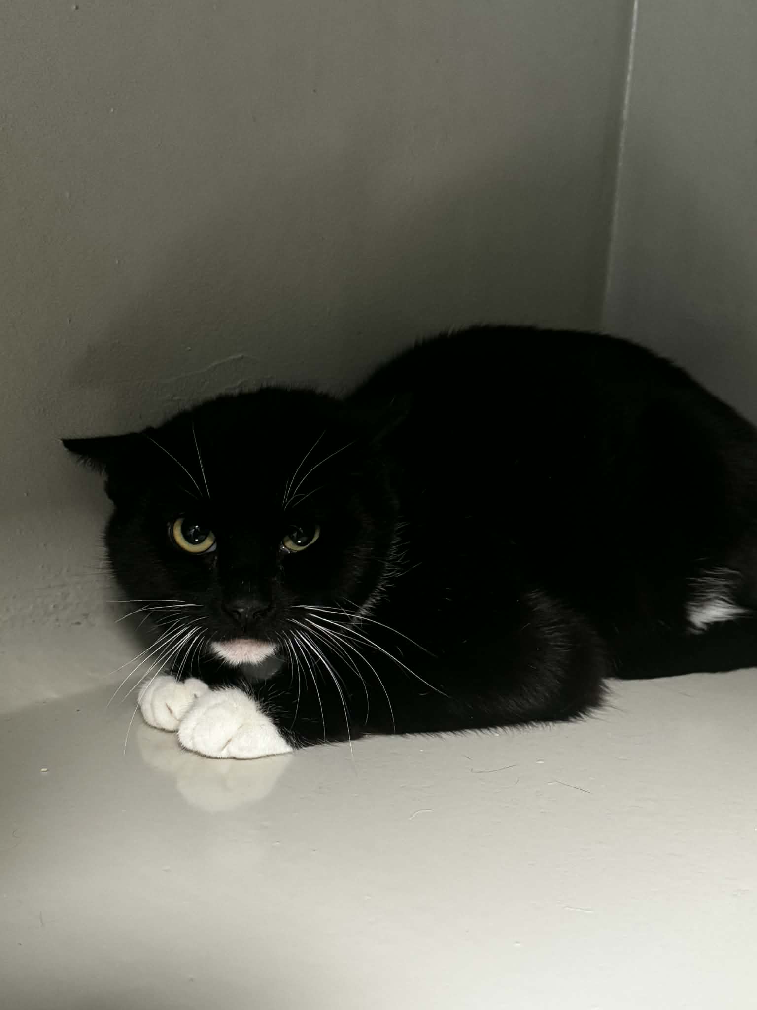 Raphael, chat à l'adoption chez Sans Collier