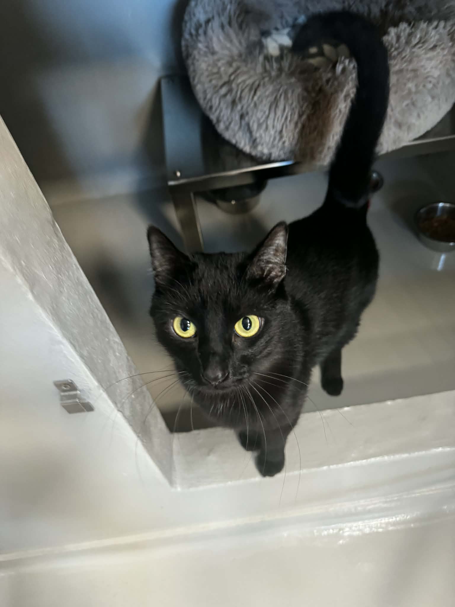 Reiner, chat à l'adoption chez Sans Collier