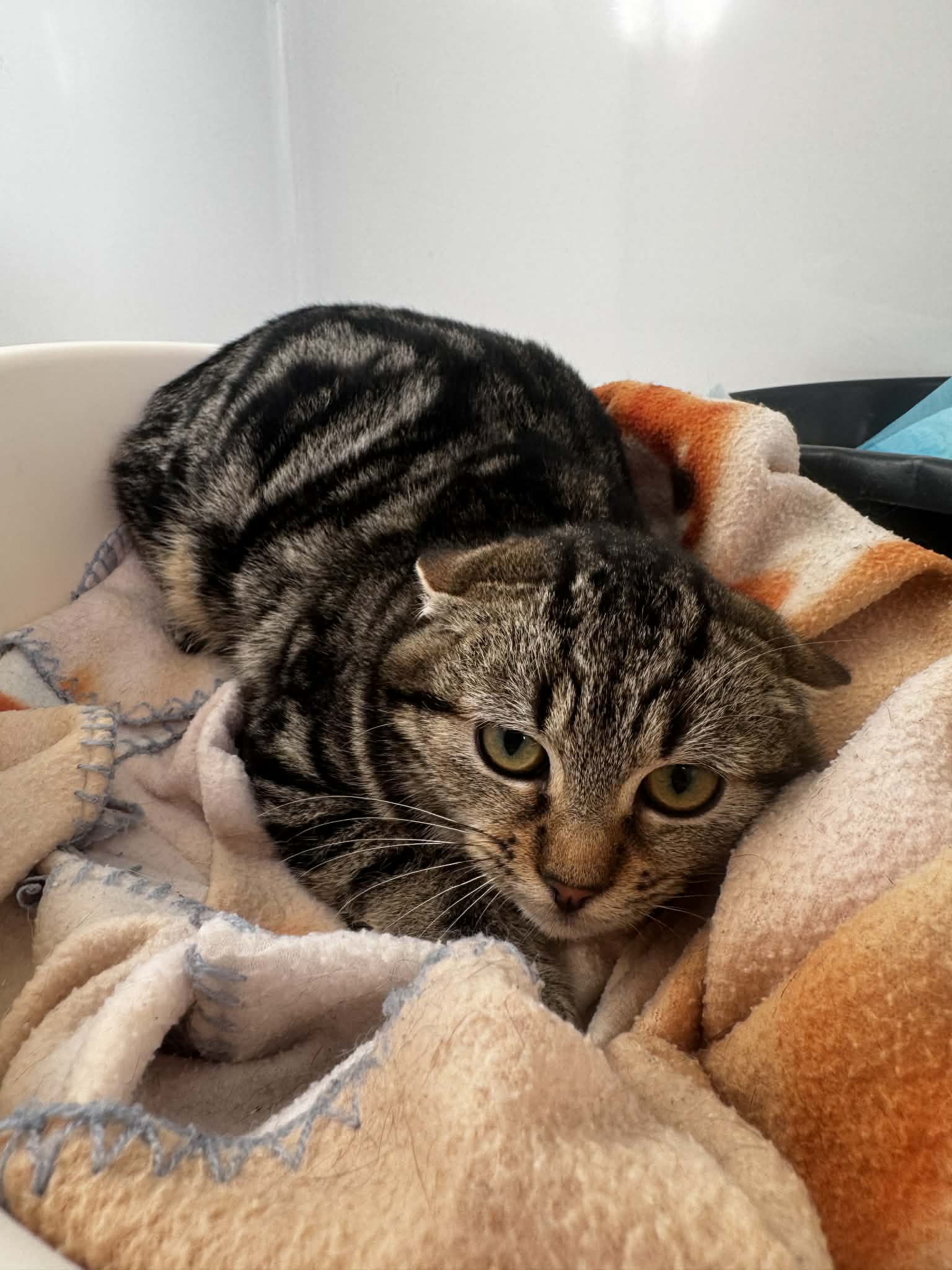 Scar, chat à l'adoption chez Sans Collier