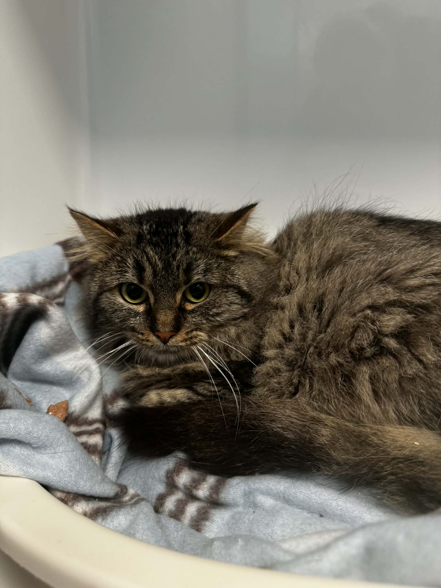 Spirit, chat à l'adoption chez Sans Collier