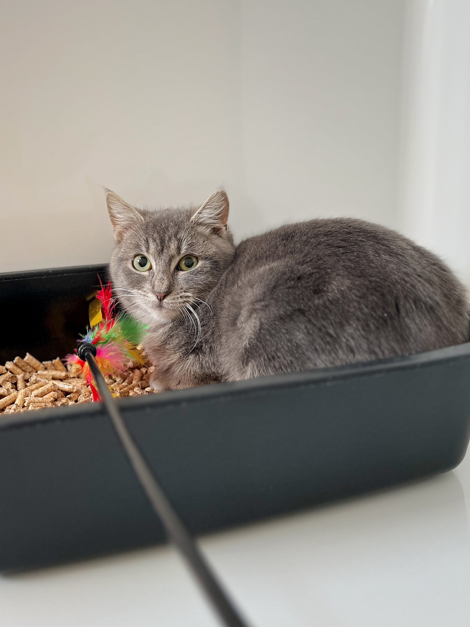 Stéphanie, chat à l'adoption chez Sans Collier