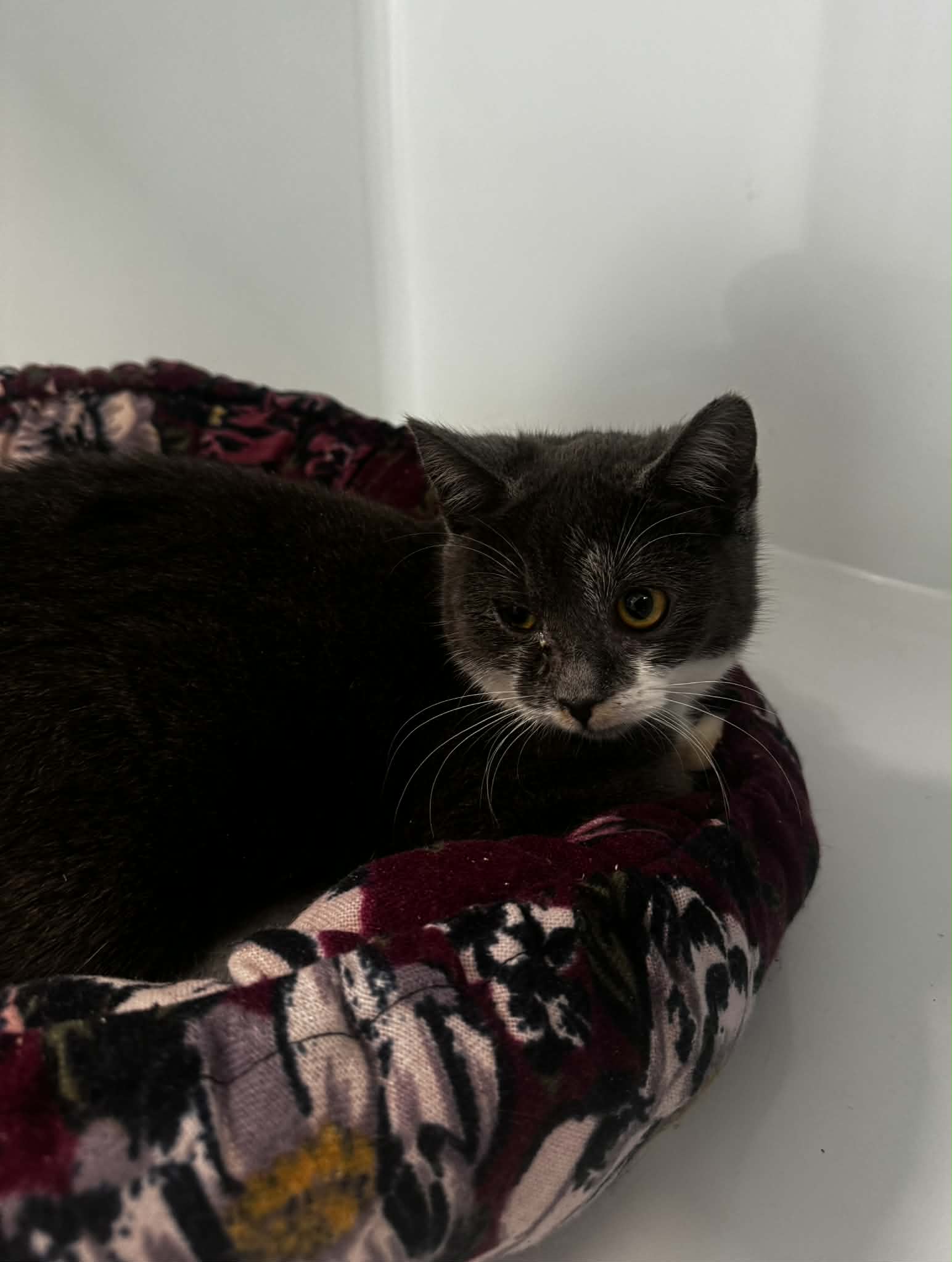 Stitch, chat à l'adoption chez Sans Collier