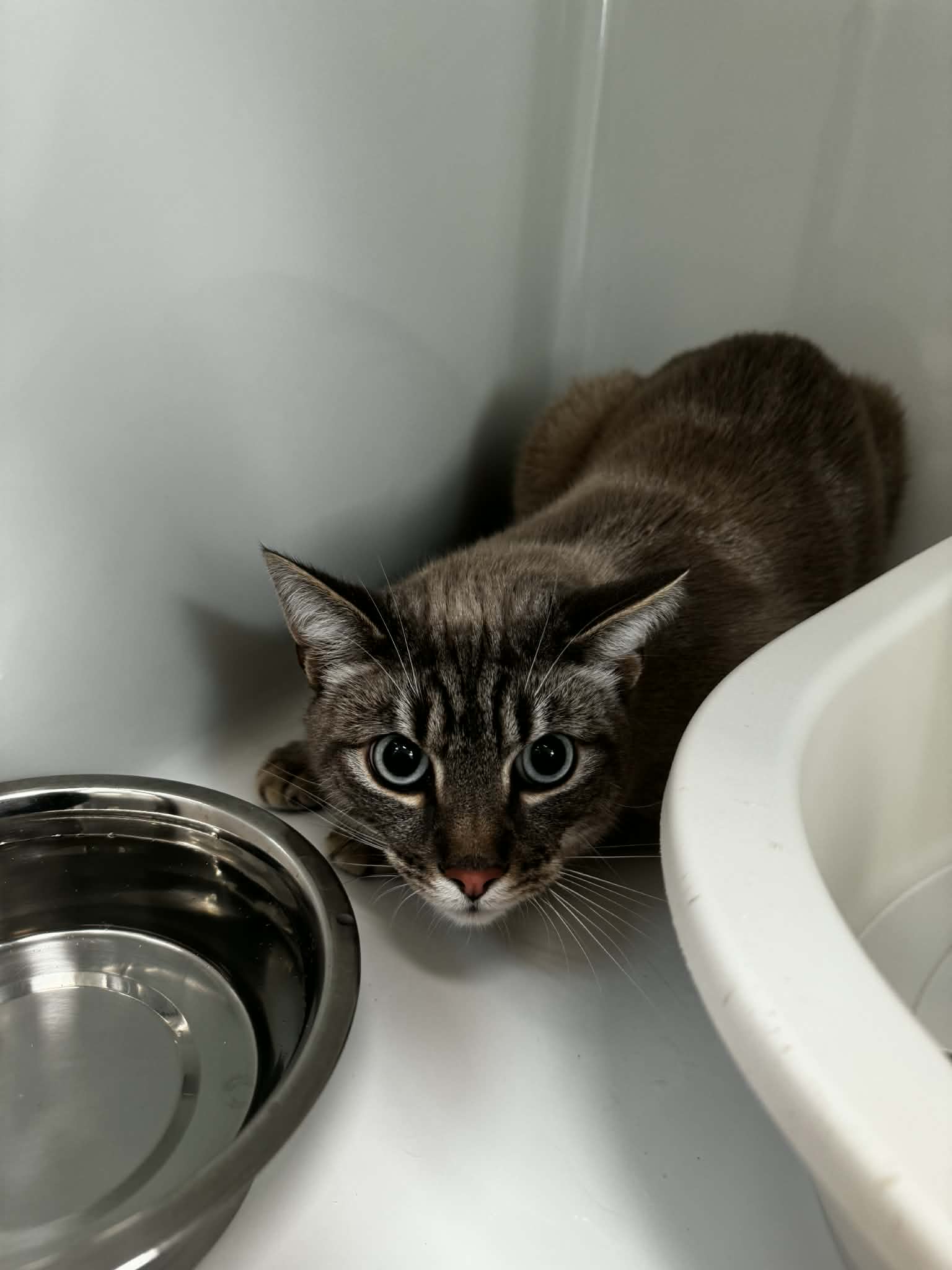 Sushi, chat à l'adoption chez Sans Collier