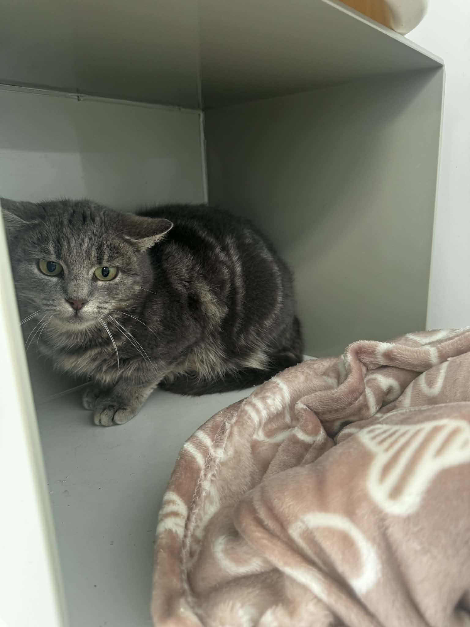 Ursula, chat à l'adoption chez Sans Collier