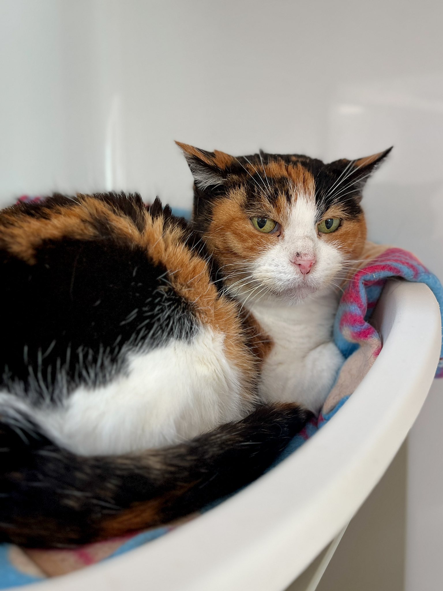 Yasmine, chat à l'adoption chez Sans Collier