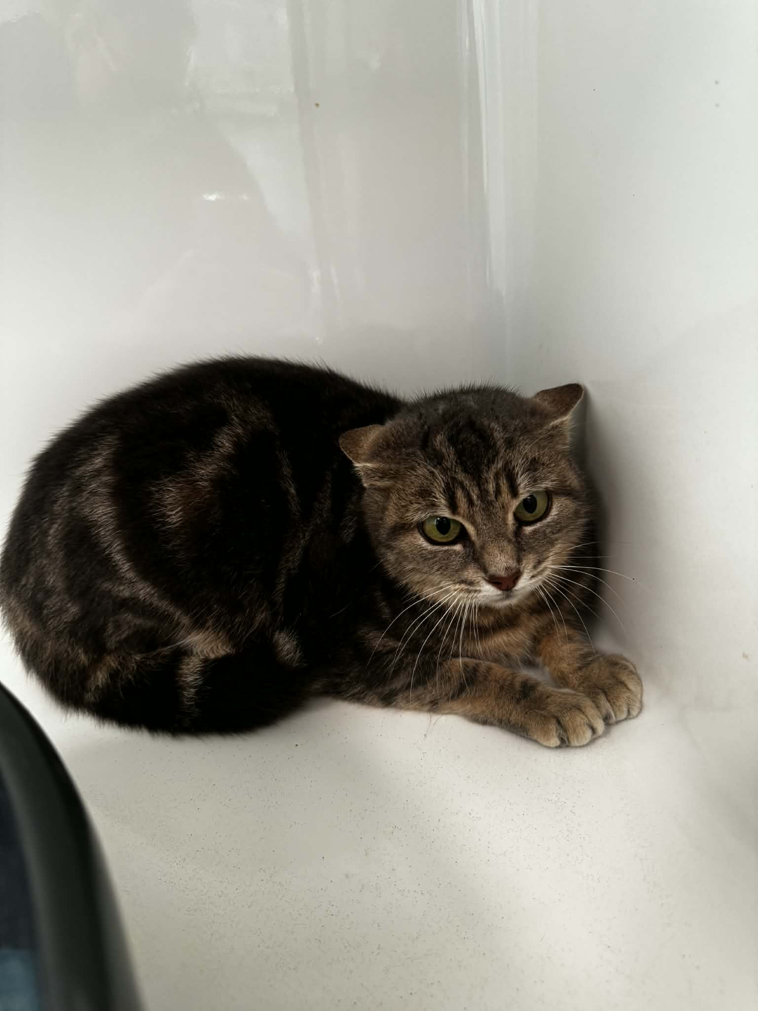 Zira, chat à l'adoption chez Sans Collier