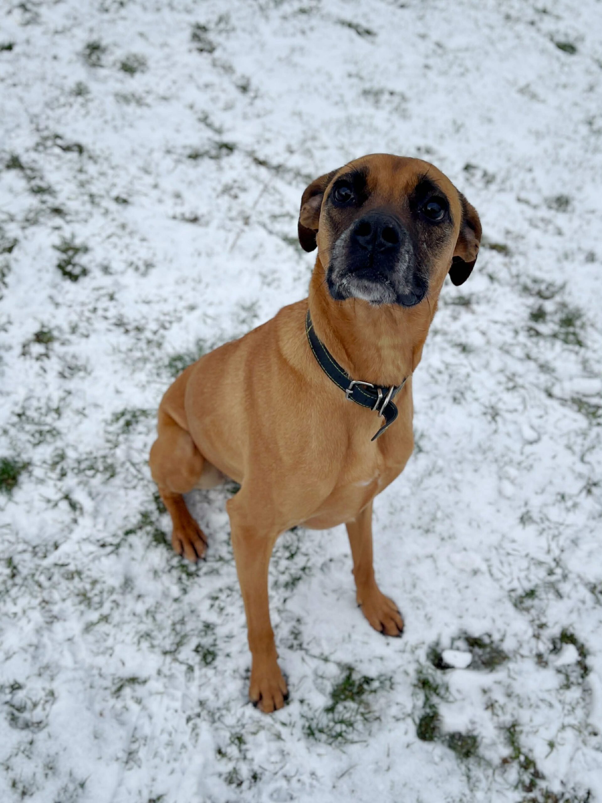 Daisy, chien à l'adoption chez Sans Collier