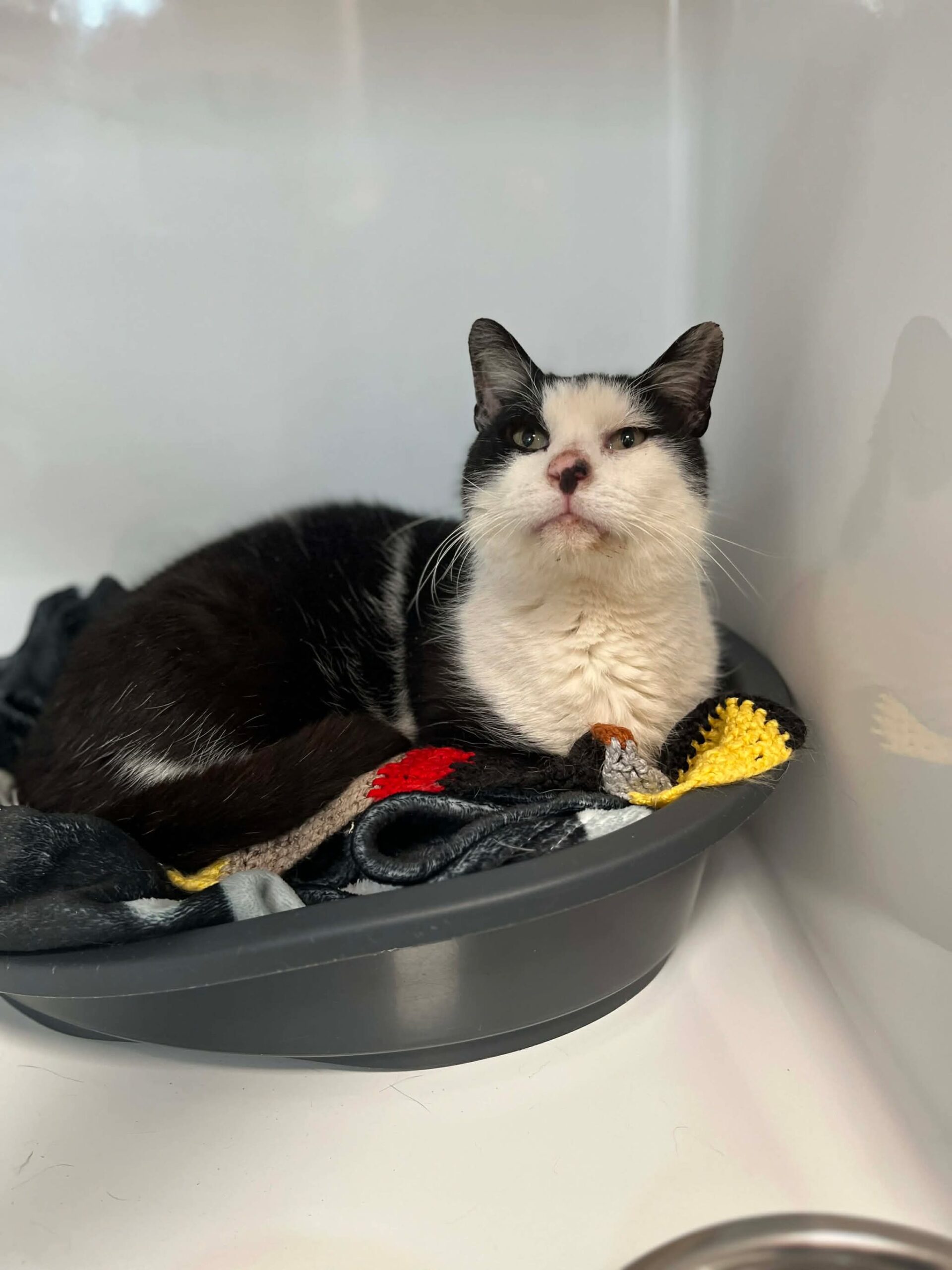 Johny, chat à l'adoption chez Sans Collier