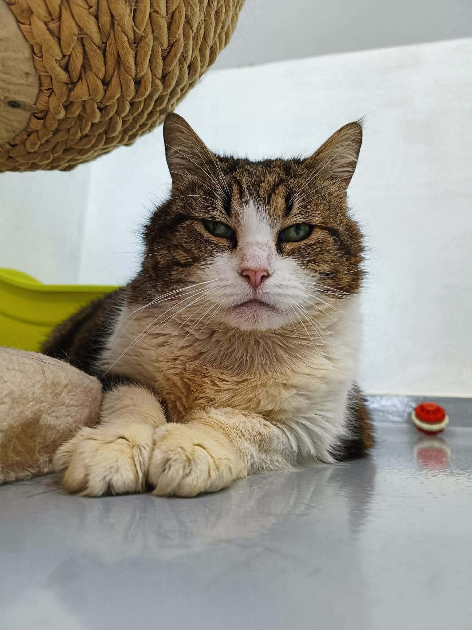 Myosotis, chat à l'adoption chez Sans Collier